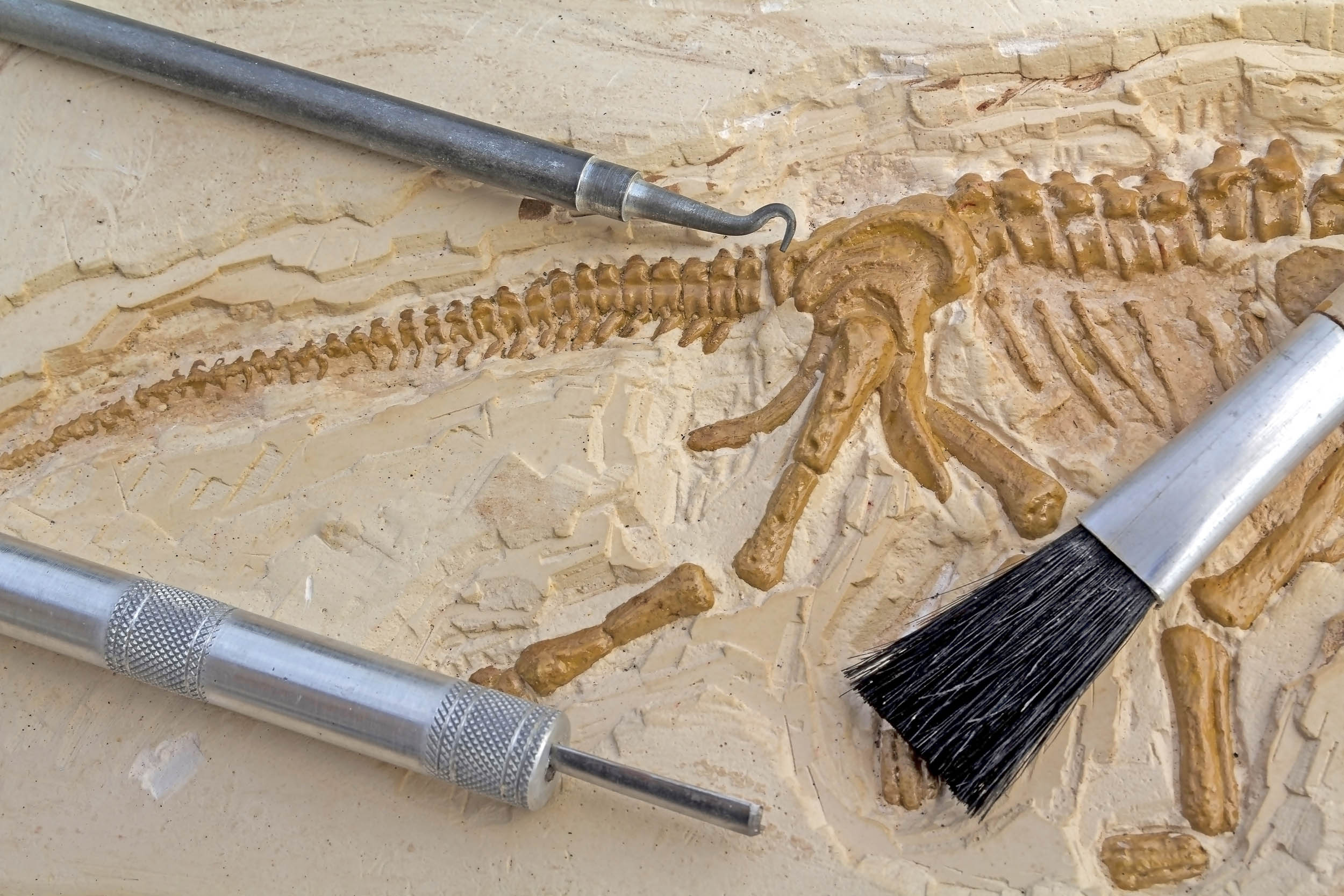 2016/09/fossils-archaeological-tools_1big_stock.jpg