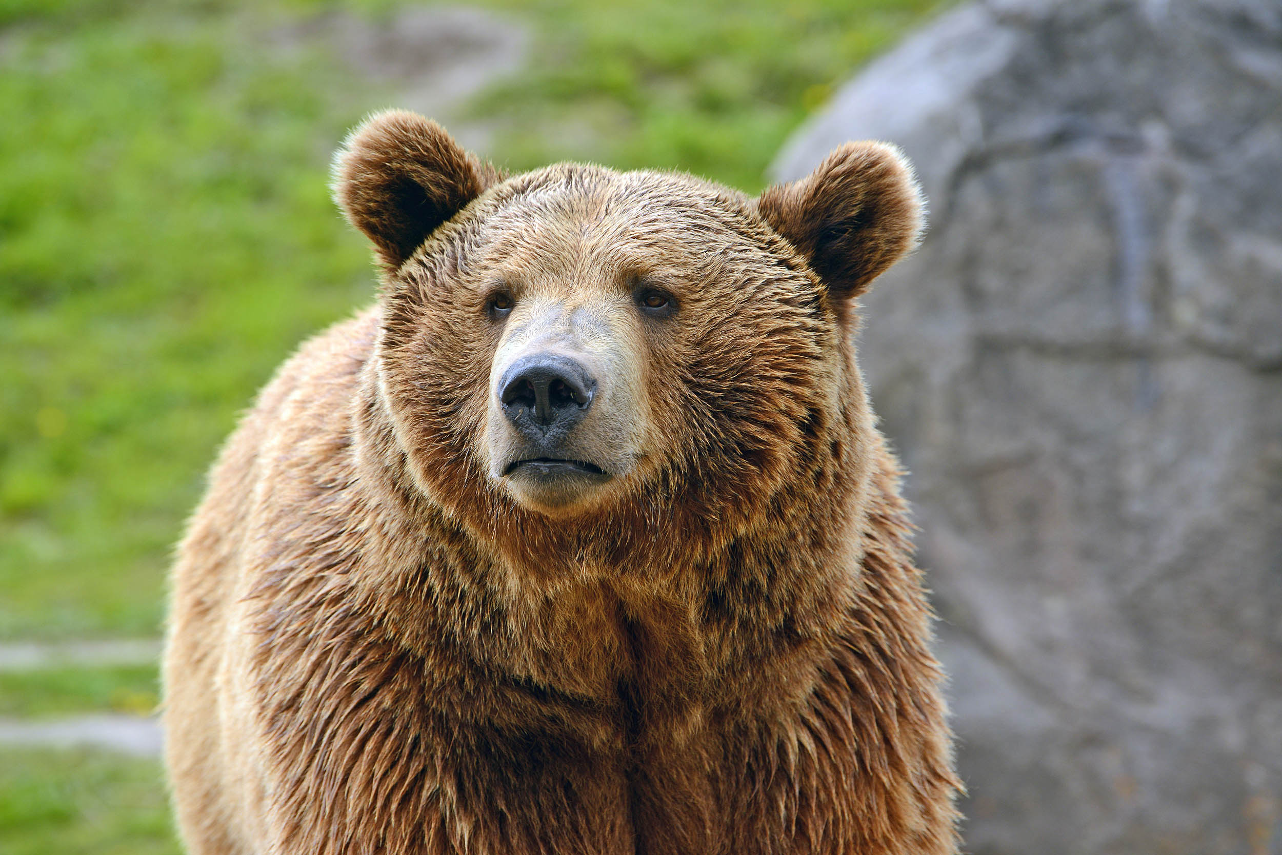 2016/09/grizzly-bear_8big_stock.jpg