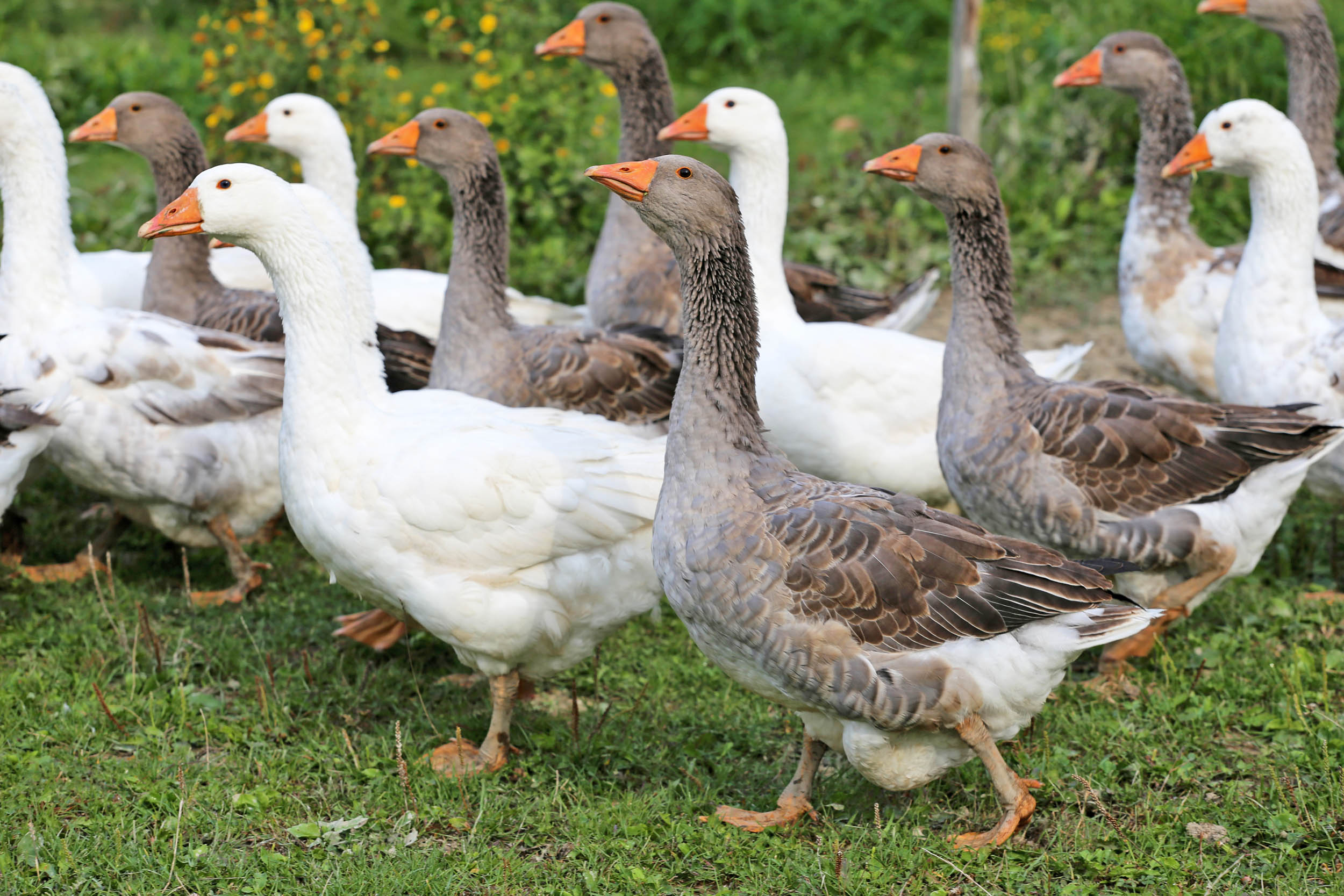 2016/10/geese_1big_stock.jpg
