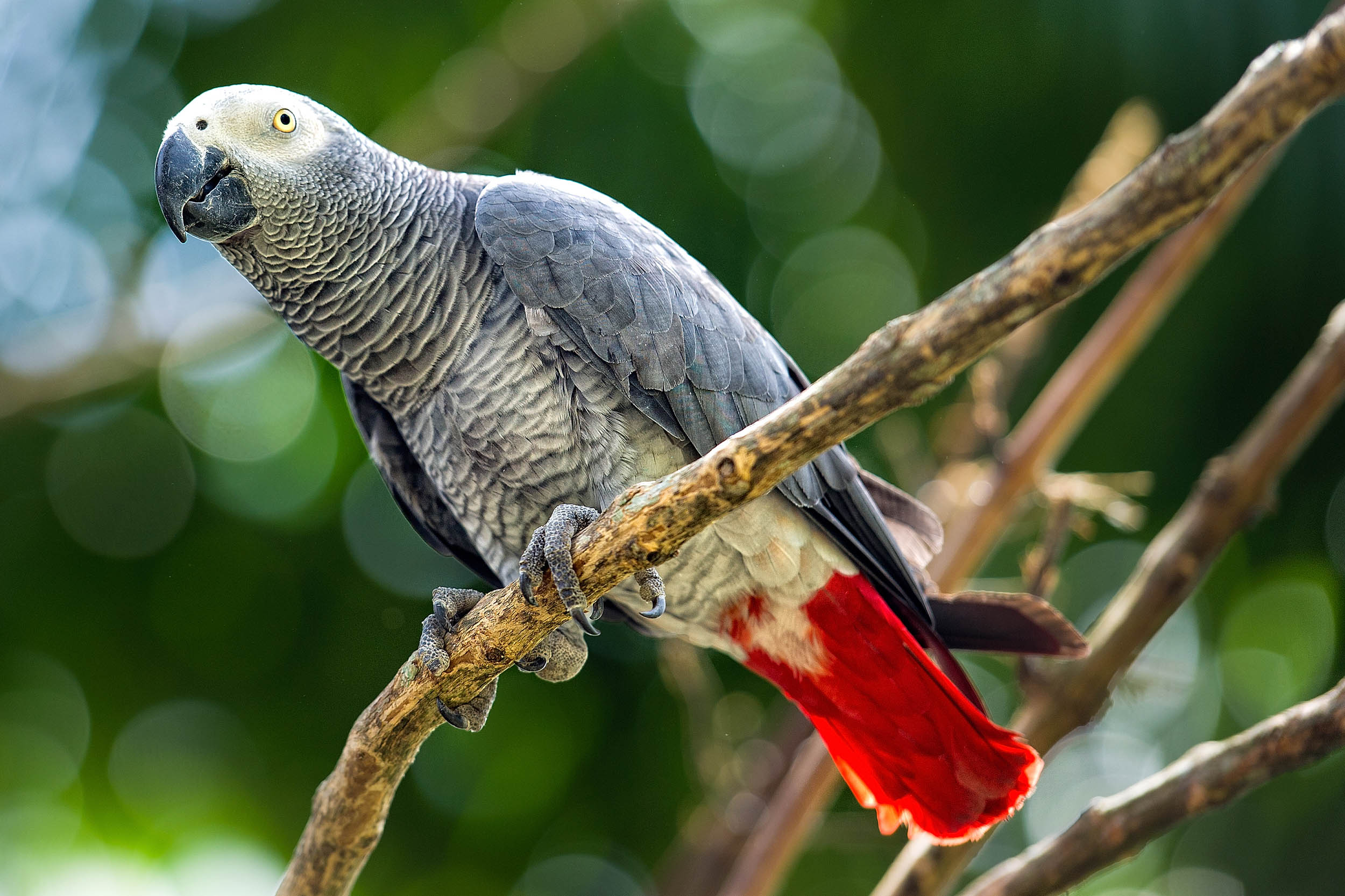 2016/10/bird-African-grey-parrot_1big_stock.jpg