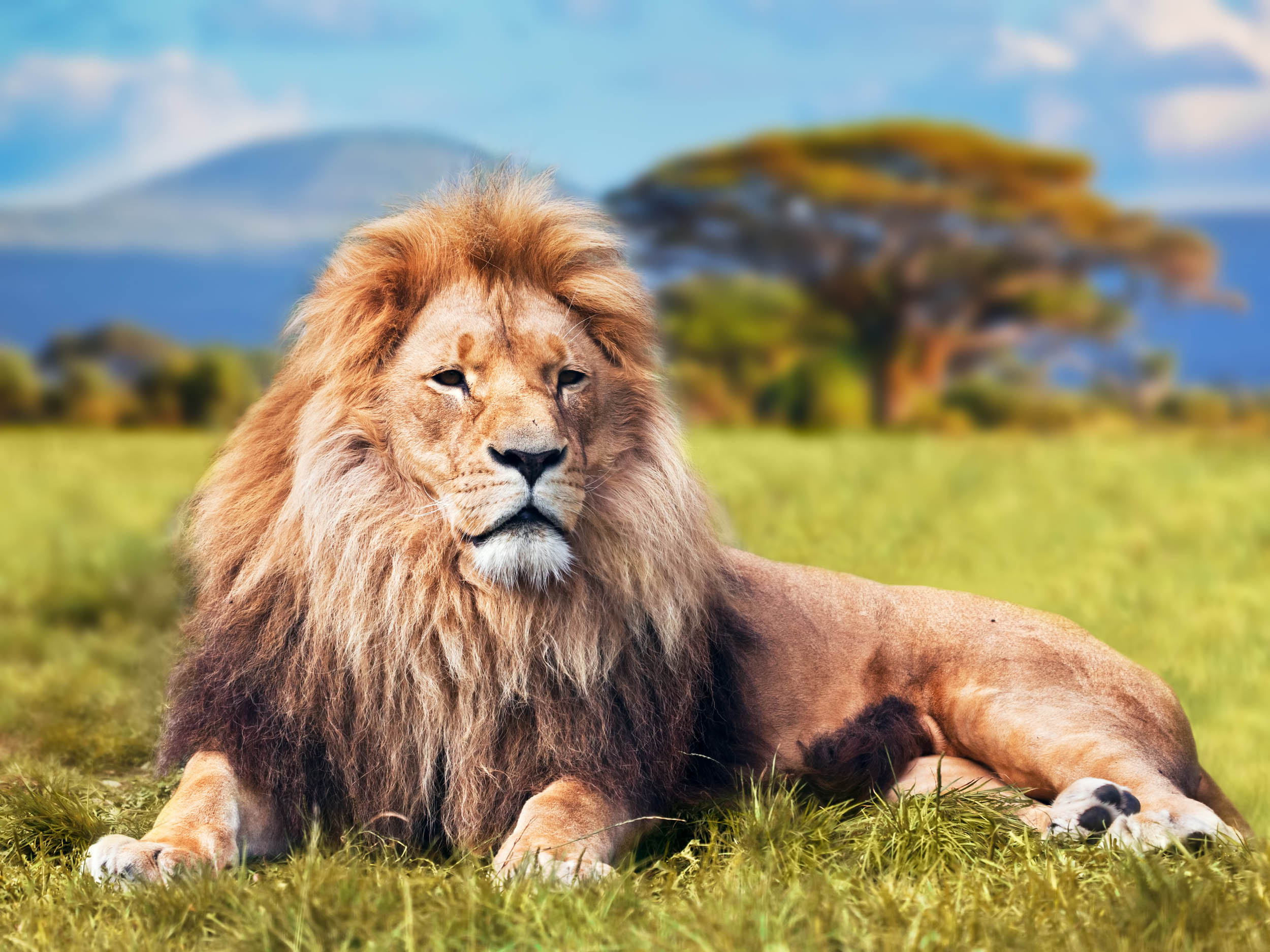 2016/10/lion-savannah-africa_1big_stock.jpg