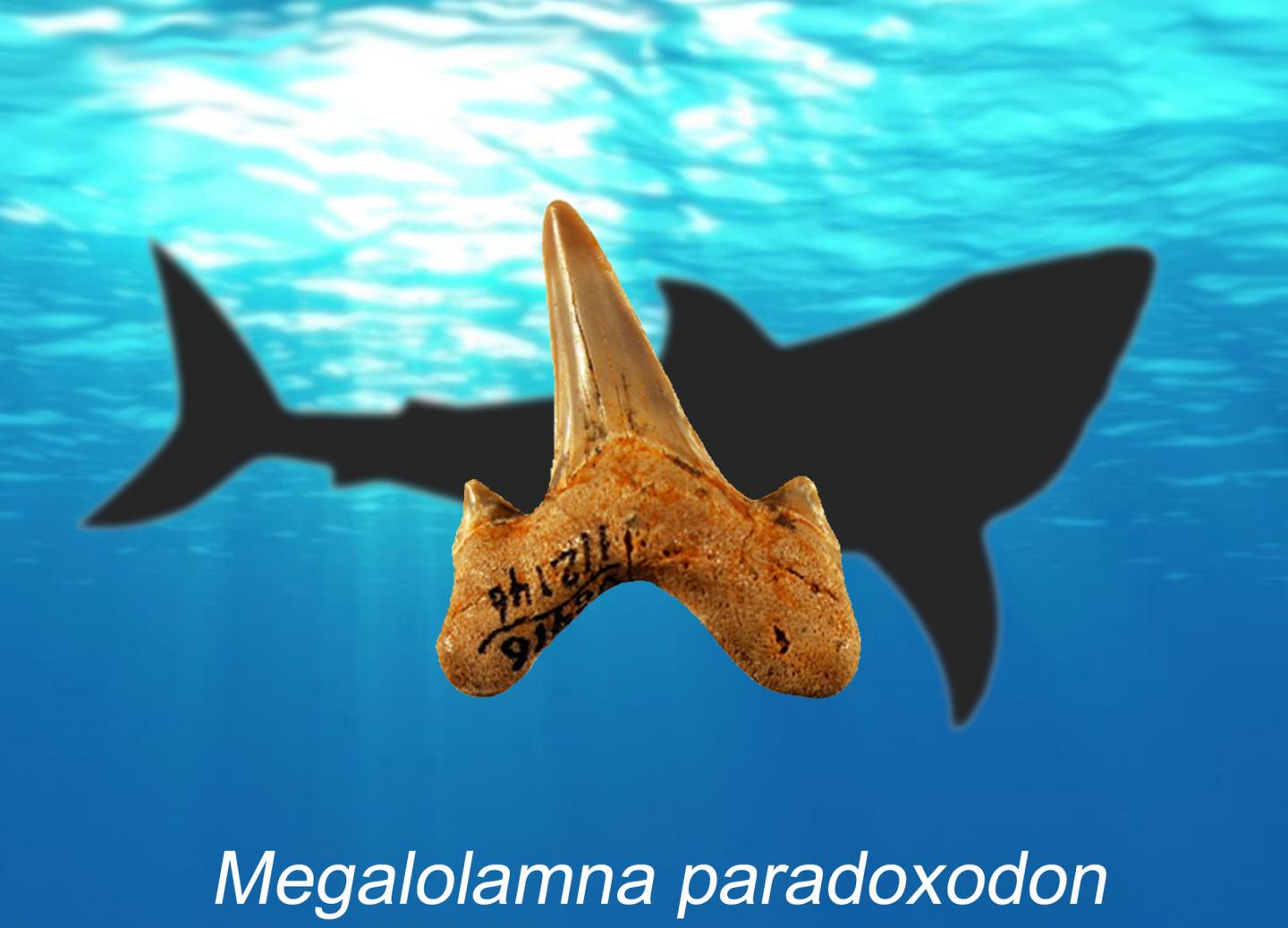 2016/10/shark-Megalolamna-paradoxodon_1big_Depaul.jpg