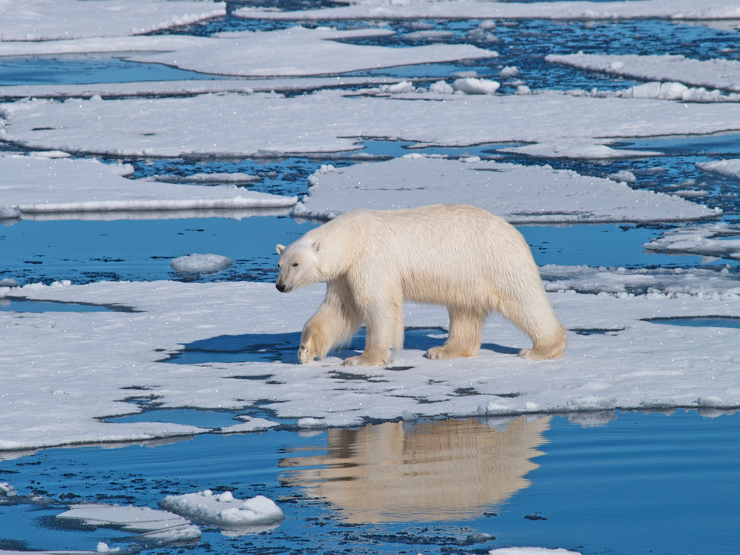 2016/10/polar-bear-sea-ice_1big_stock.jpg