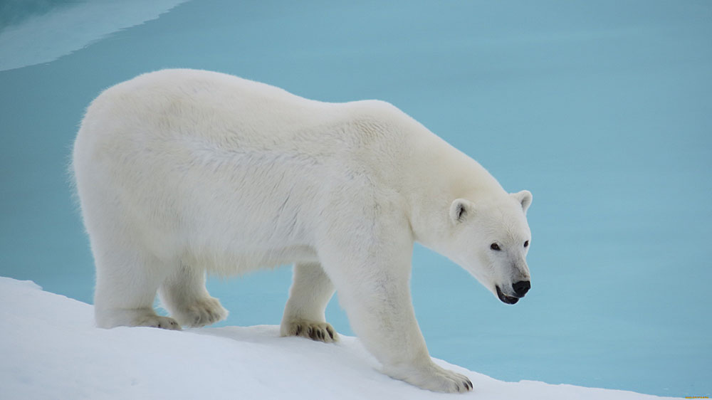 2016/10/polar-bear_6_stock.jpg