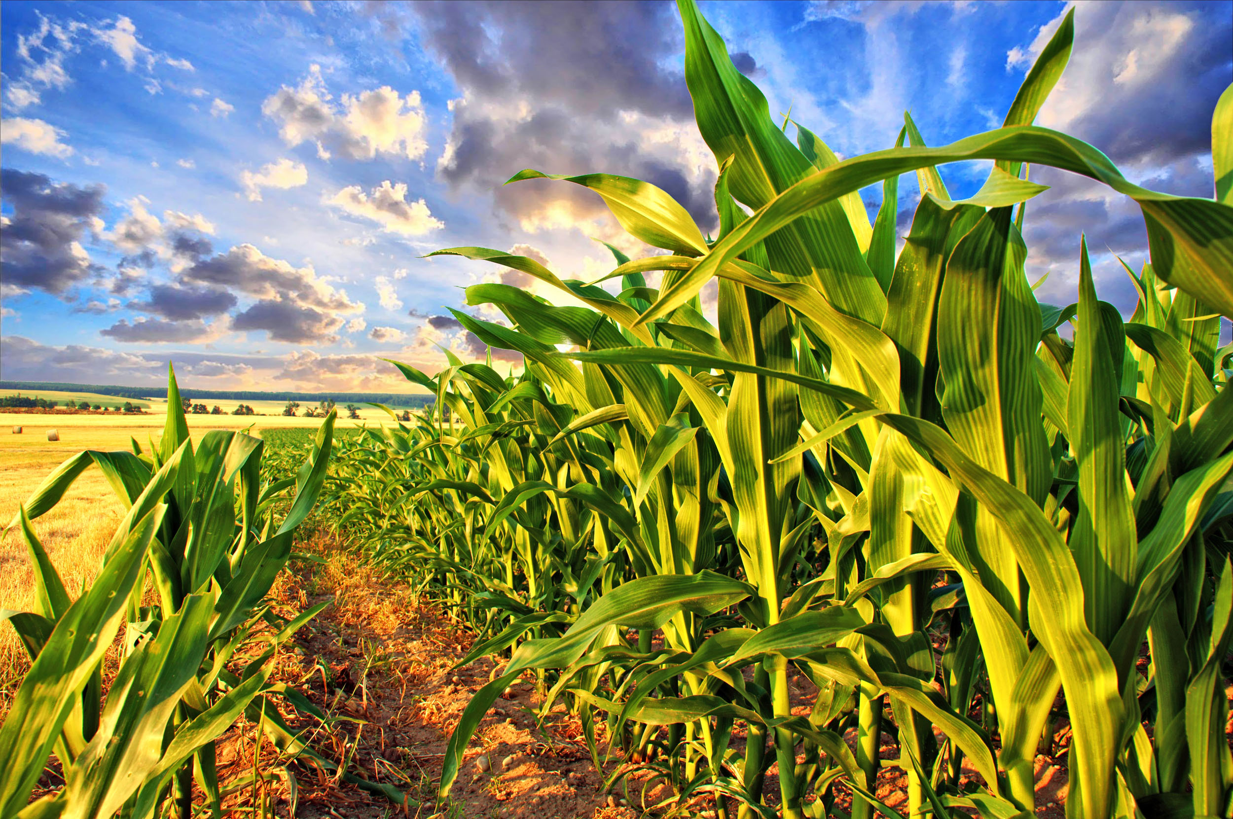 2016/10/corn-field_1big_stock.jpg