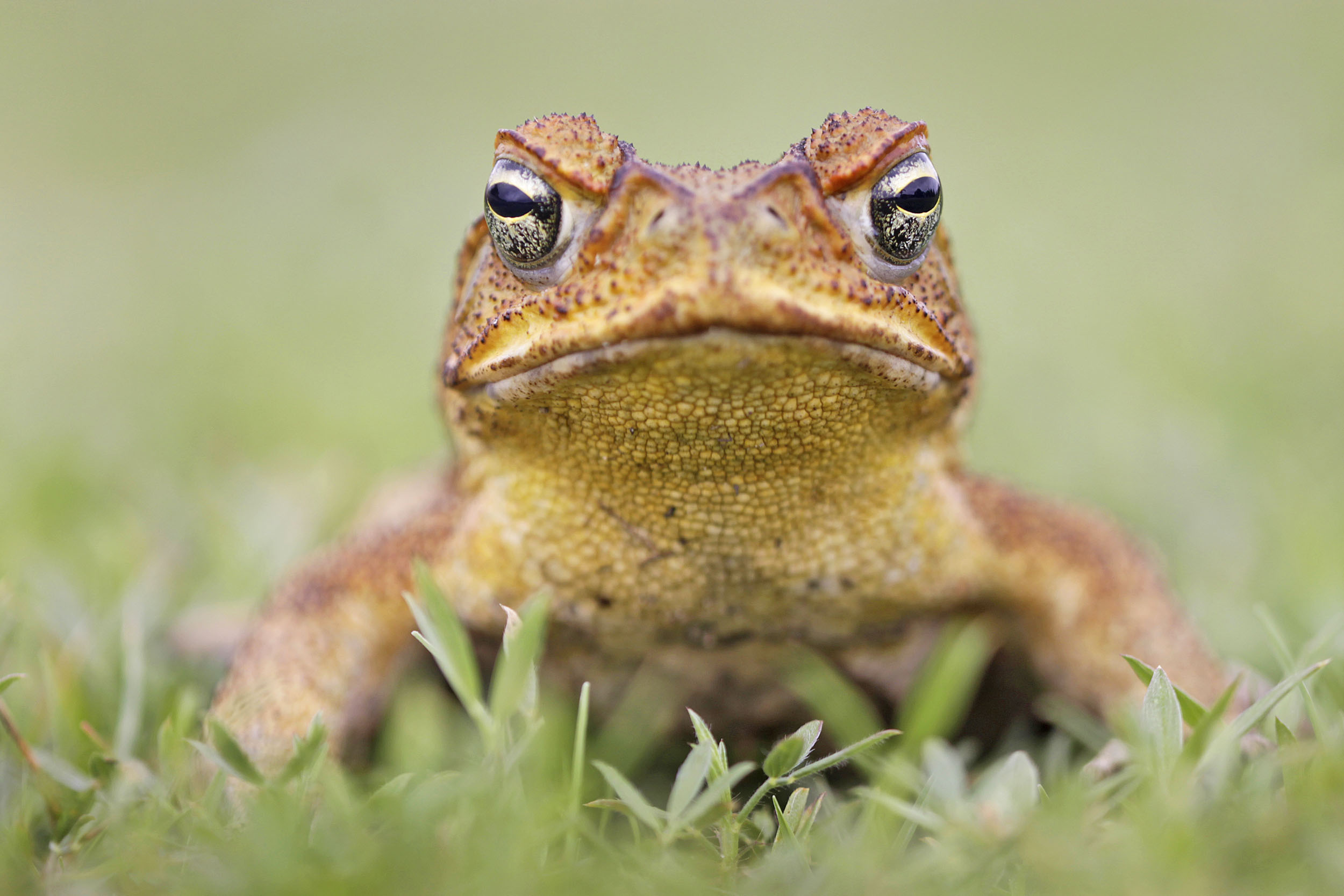 2016/10/cane-toad_1big_stock.jpg