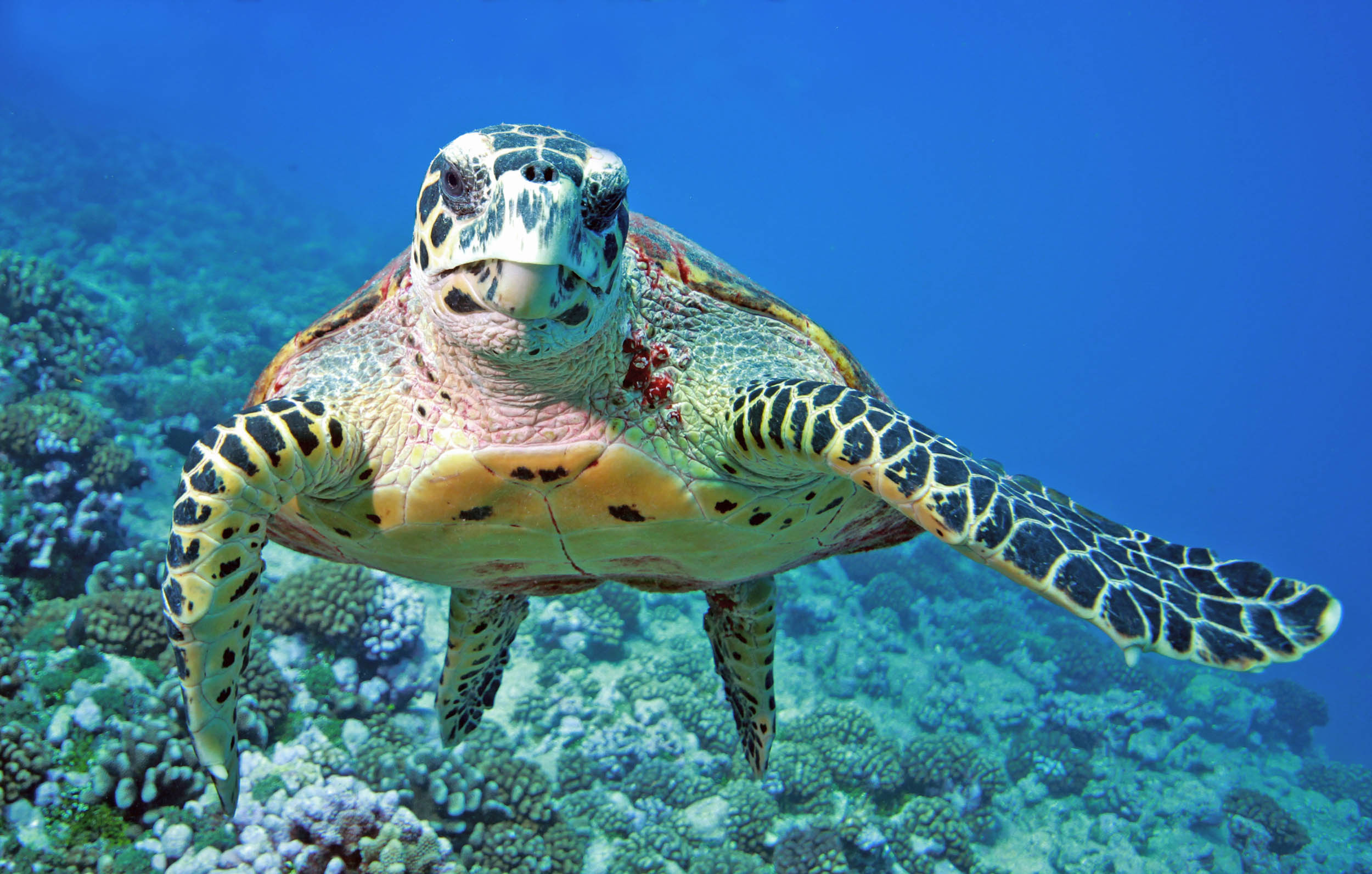 2016/10/sea-turtle_13big_stock.jpg