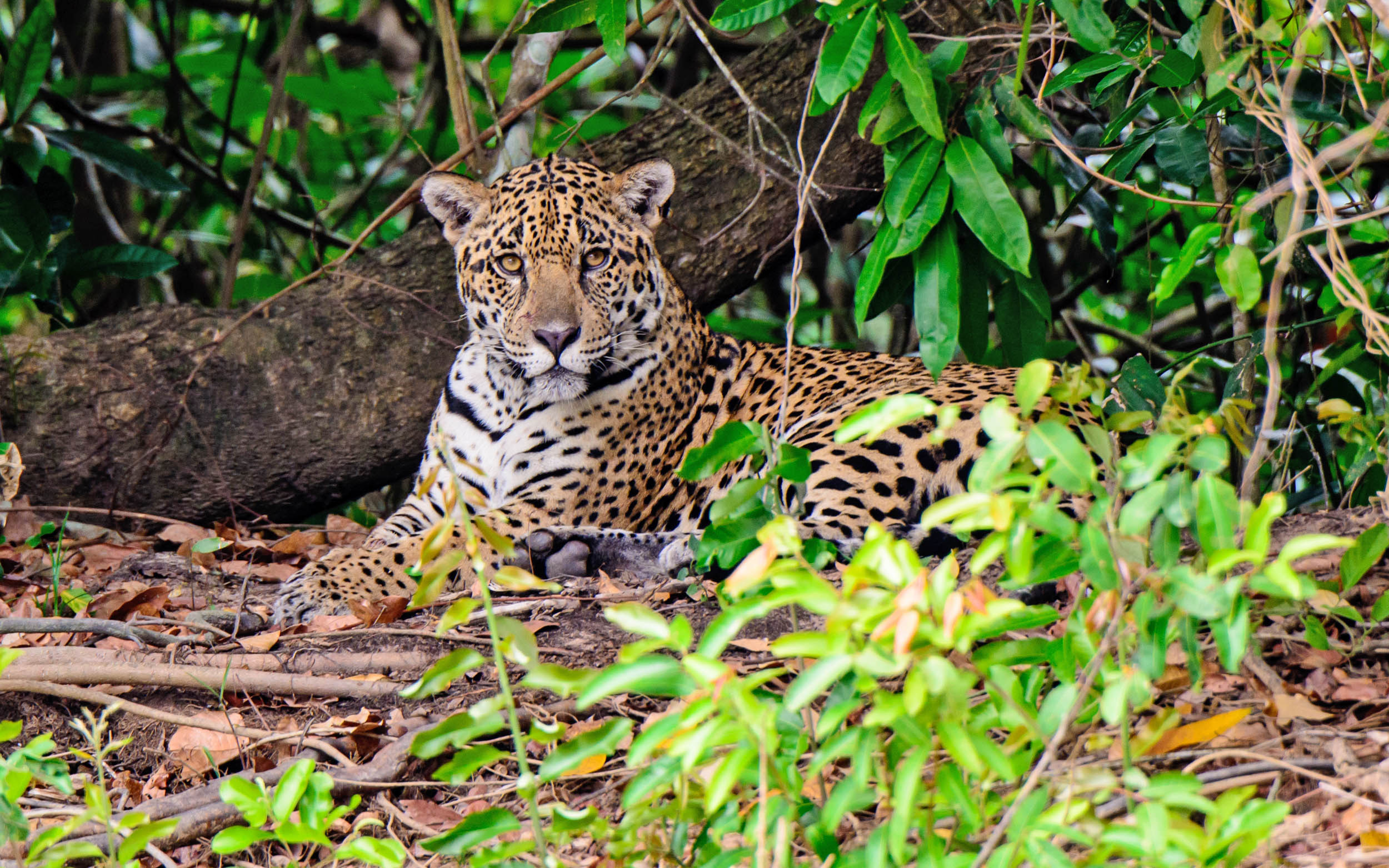 2016/10/jaguar_jungle_1big_stock.jpg