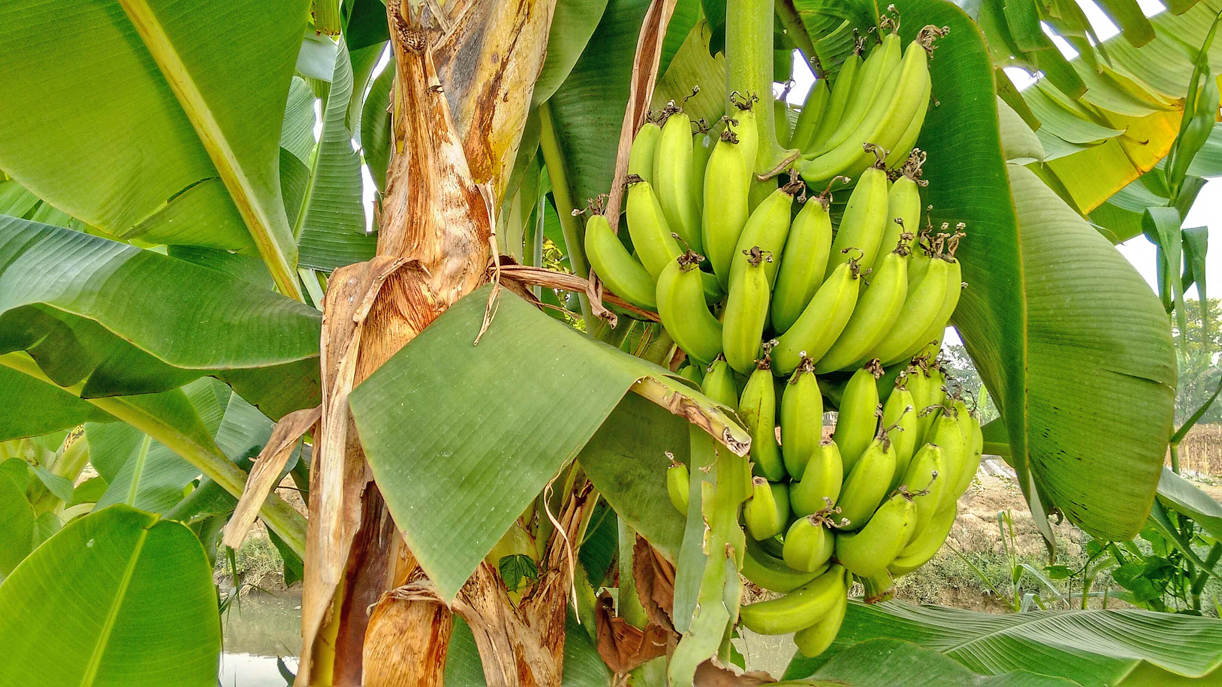 2016/10/bananas-tree_1big_stock.jpg
