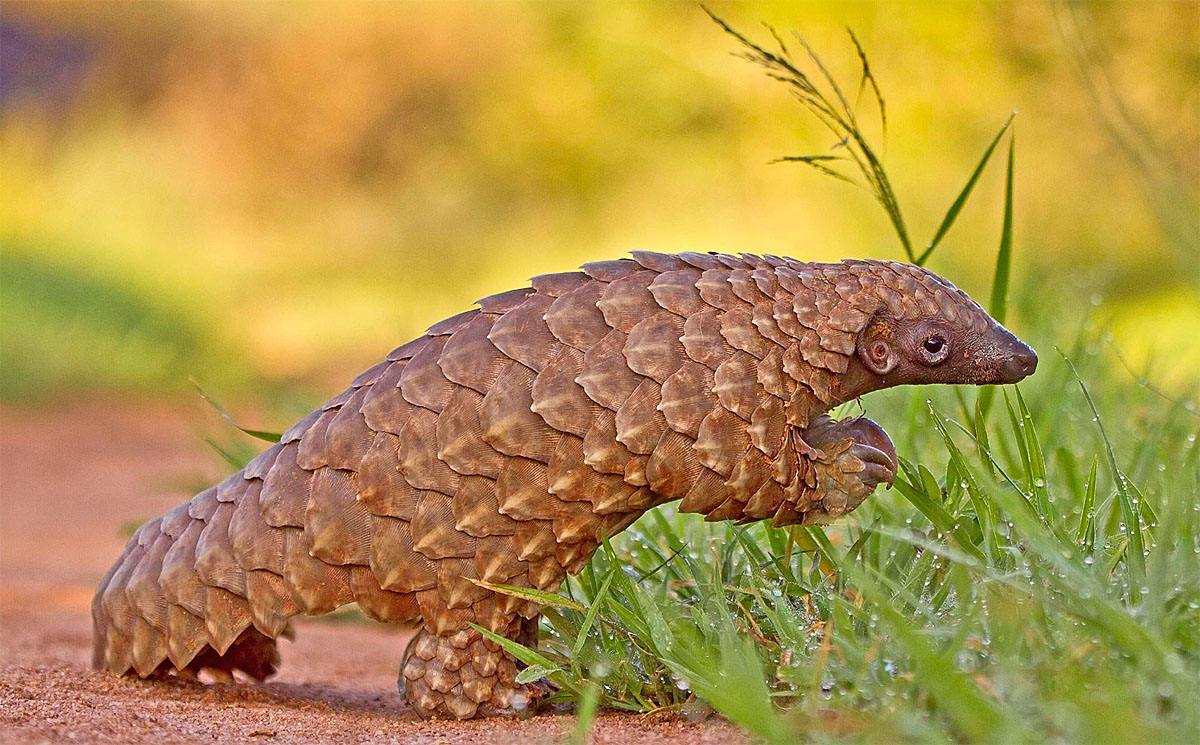 2016/10/pangolin-baby_1big_shutterstock.jpg