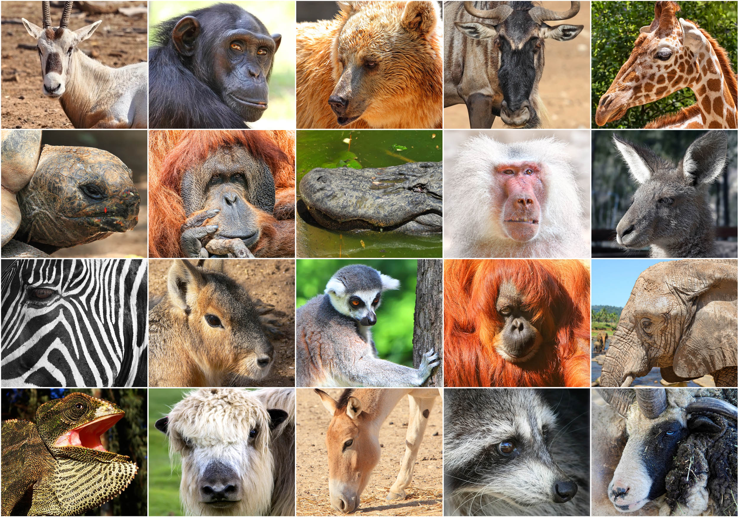 2016/10/biodiversity-mammals_1big_stock.jpg