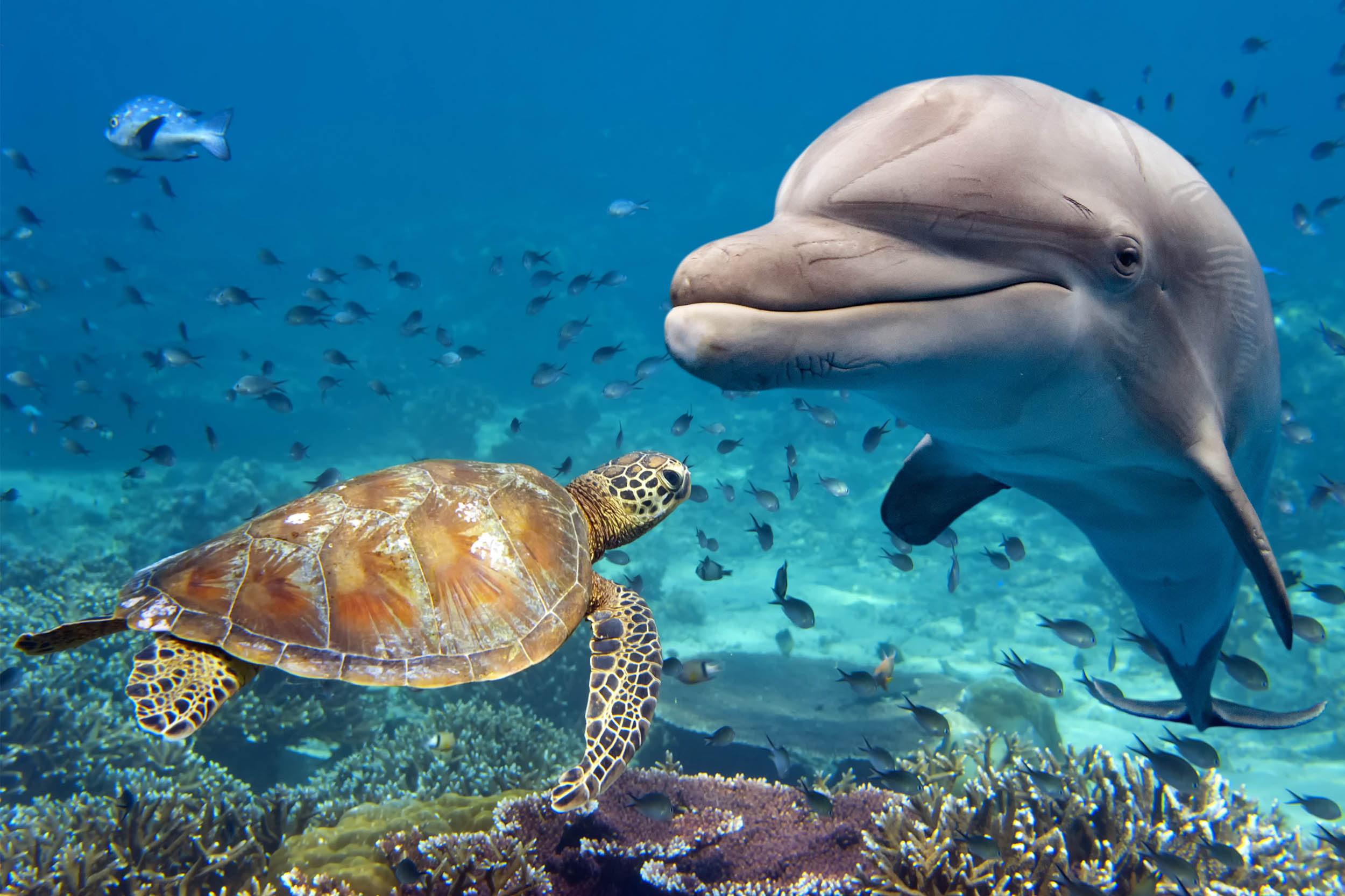 2016/10/dolphin-sea-turtle_1big_stok.jpg