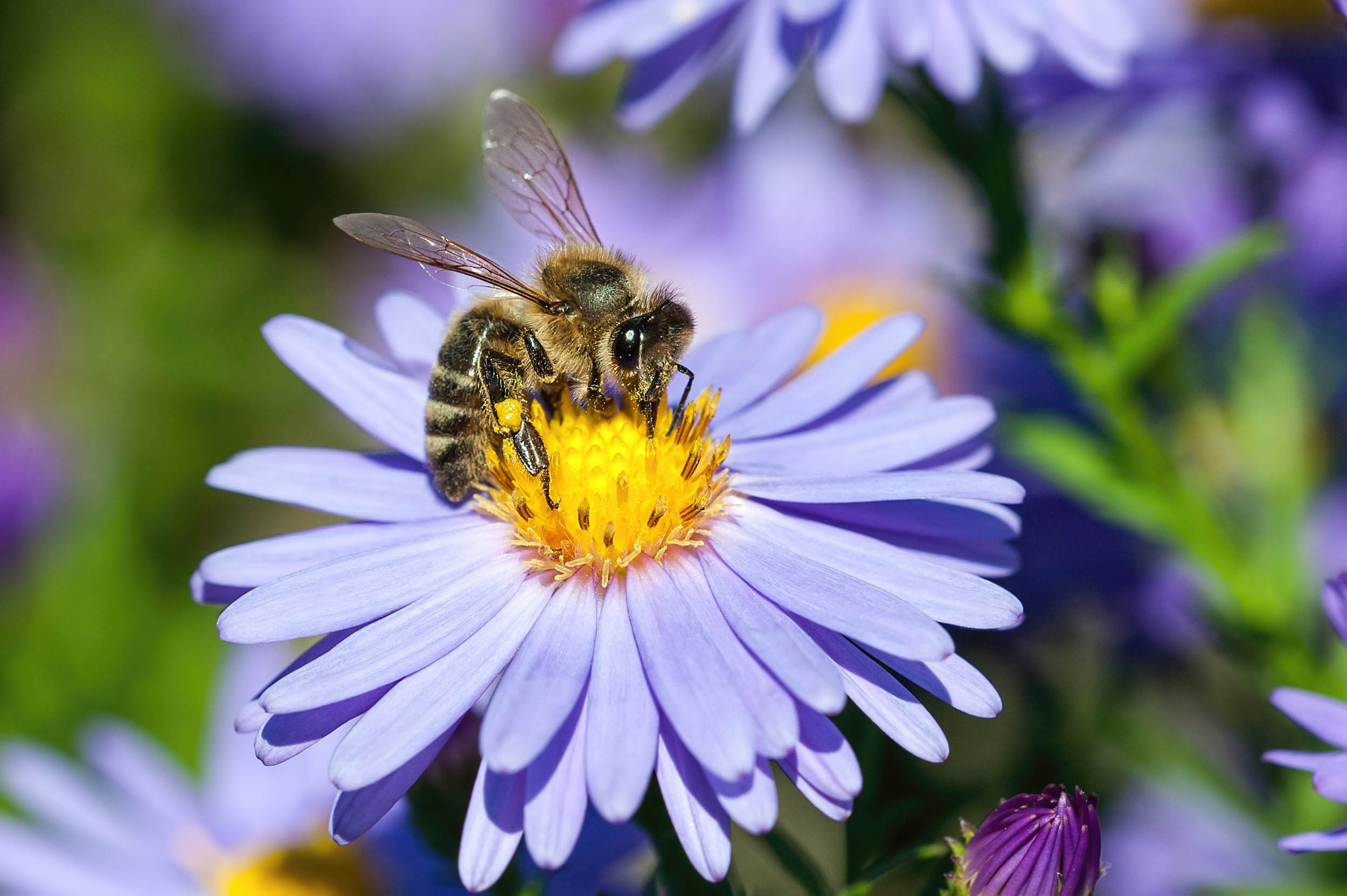 2016/10/honey-bee-purple-flower_1big-stock.jpg