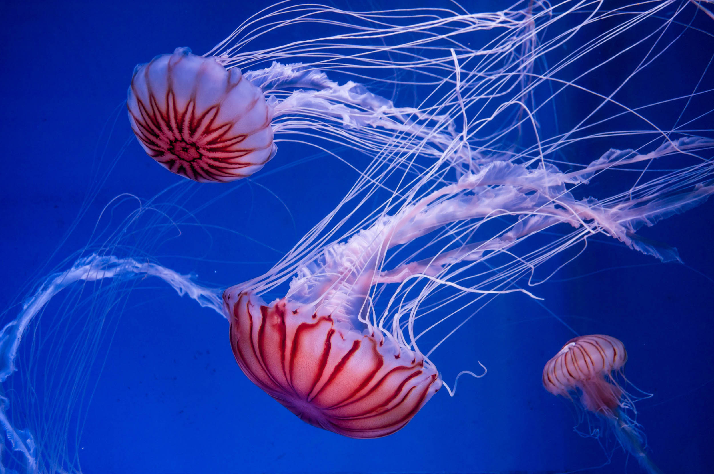 2016/10/jellyfish_3big_stock.jpg