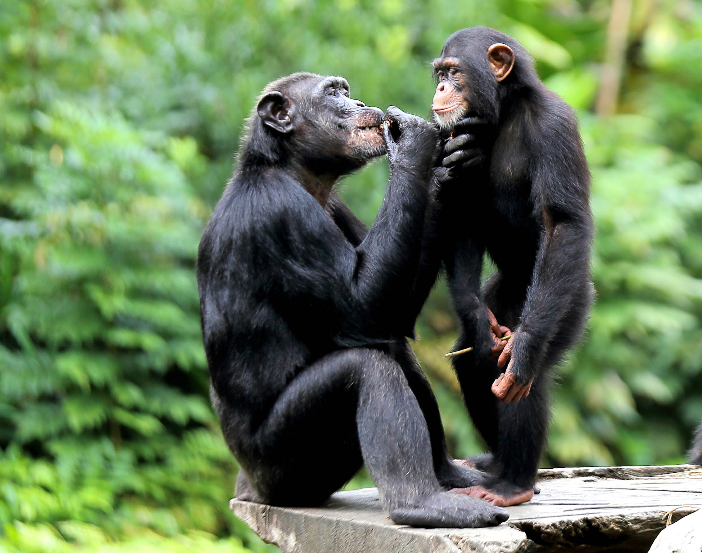 2016/10/chimpanzees-cooperating_1big_stock.jpg