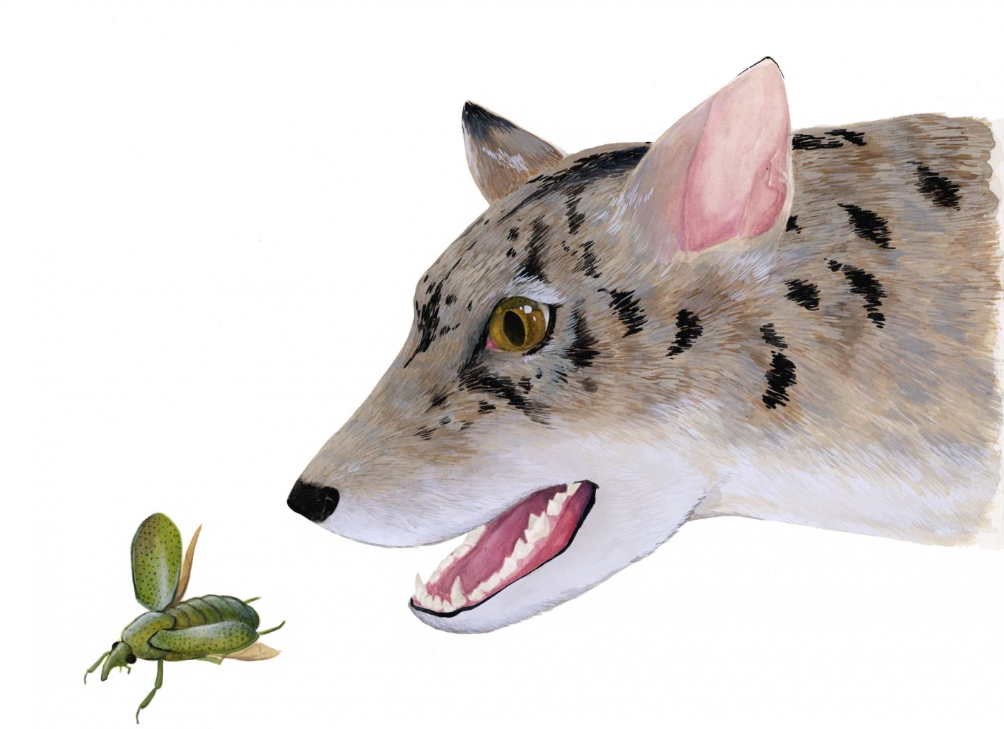 Beardog discovery offers new clues on canine evolution