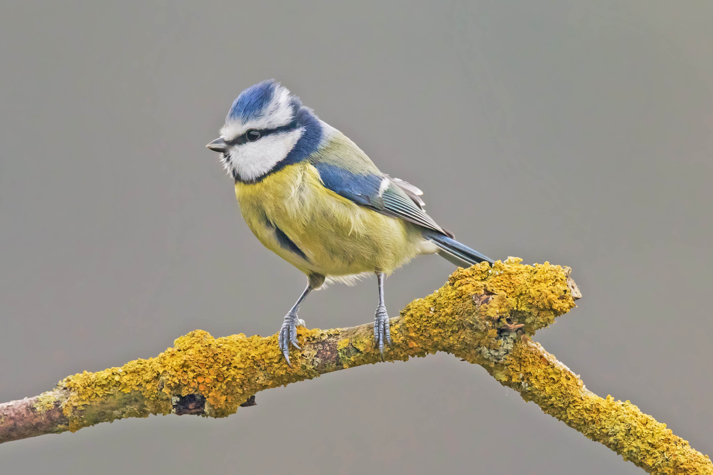 2016/10/bird-blue-tit_1big_stock.jpg