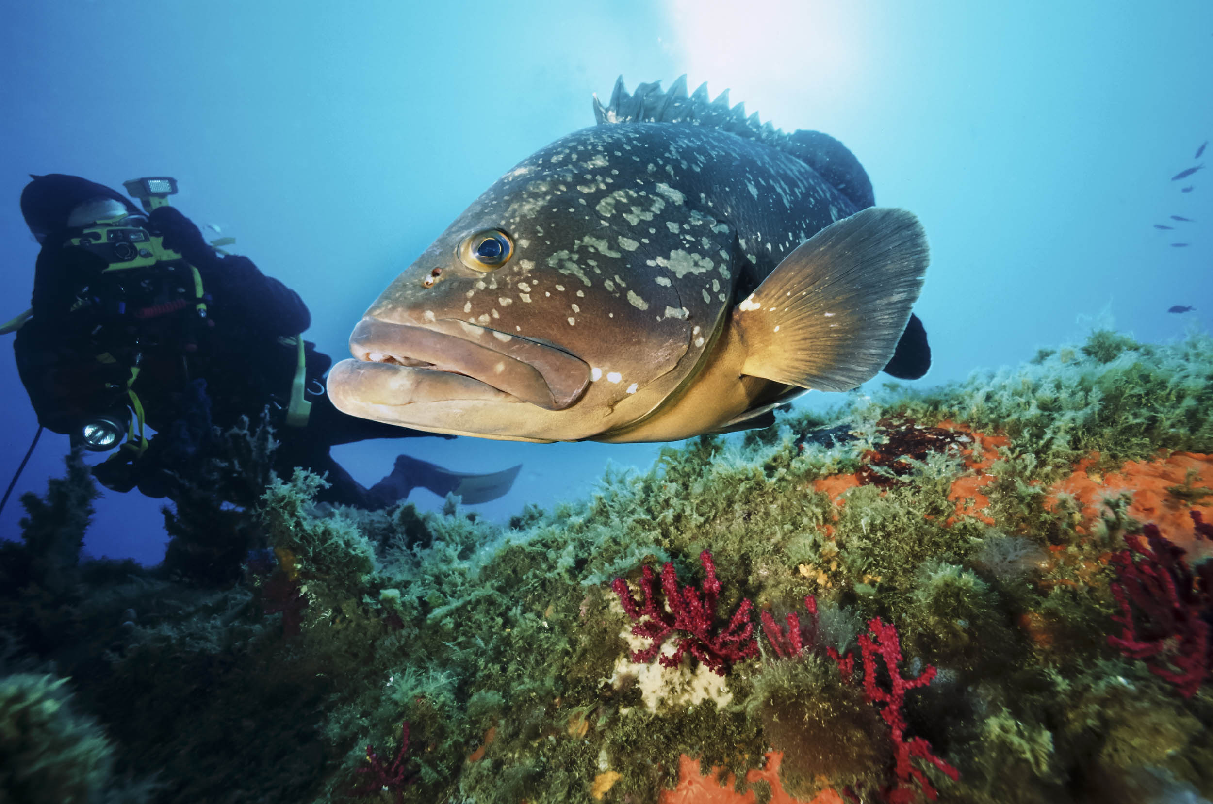 2016/10/fish-grouper-diver_1big_stock.jpg