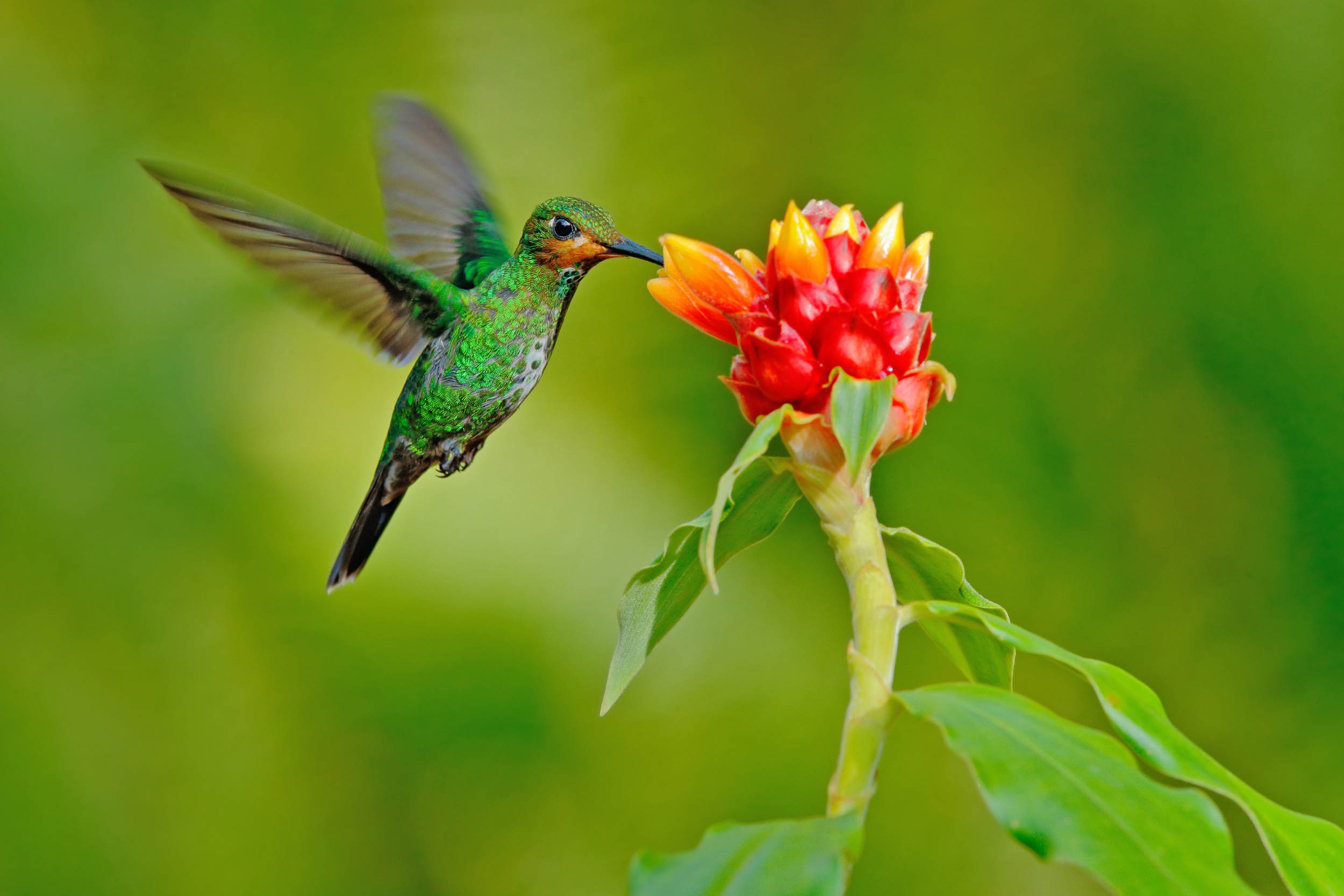 2016/10/hummingbird-eating-flower_1big-stock.jpg