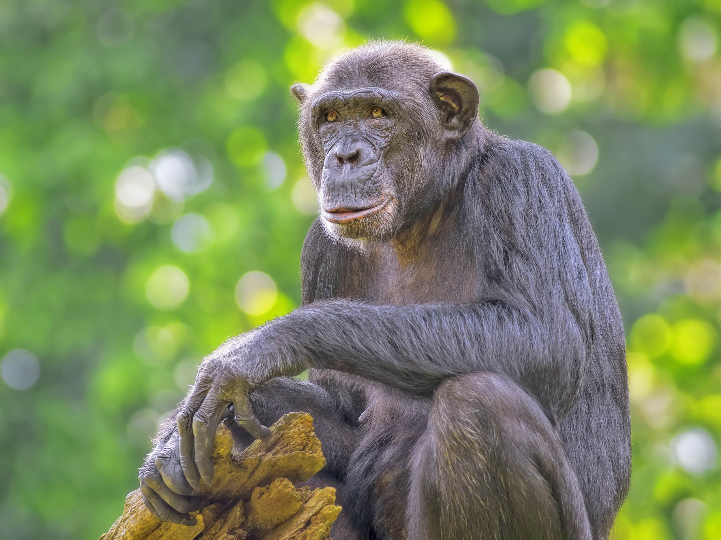 2016/10/chimpanzee-female_3big_stock.jpg