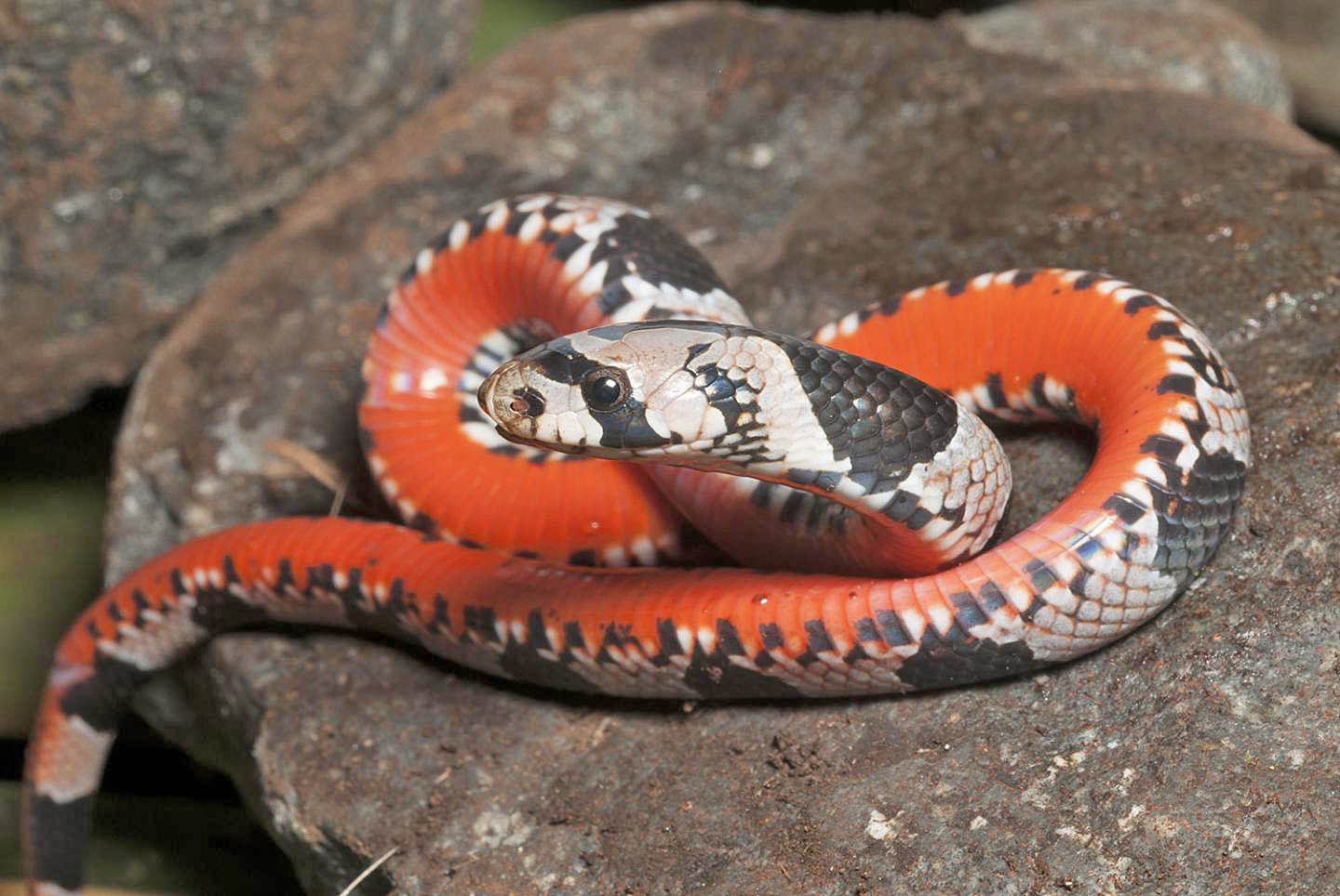 2016/10/snake-Oligodon-maculatus_1big_KU1.jpg