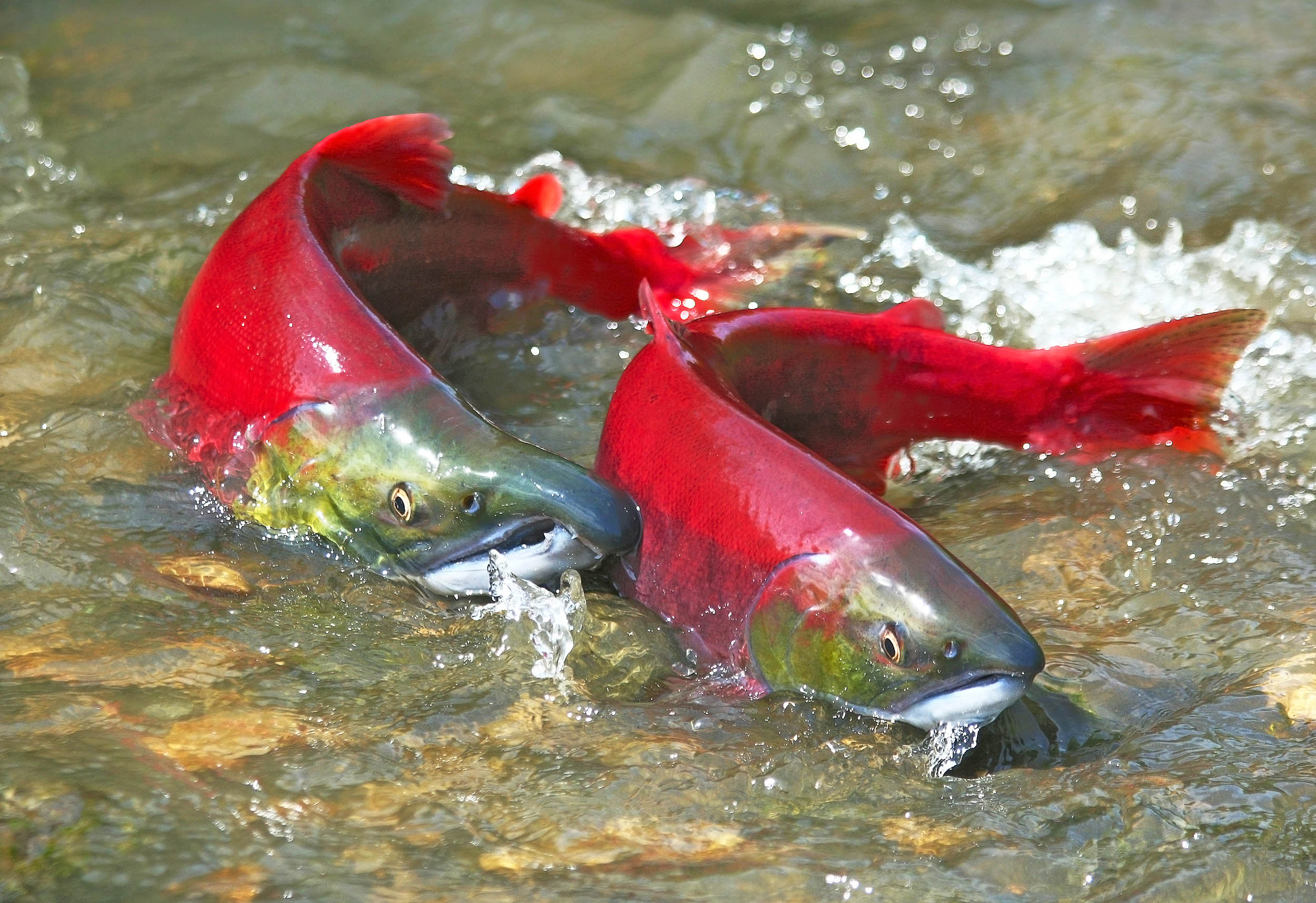 2016/10/salmon-sockeye_1big_stock.jpg
