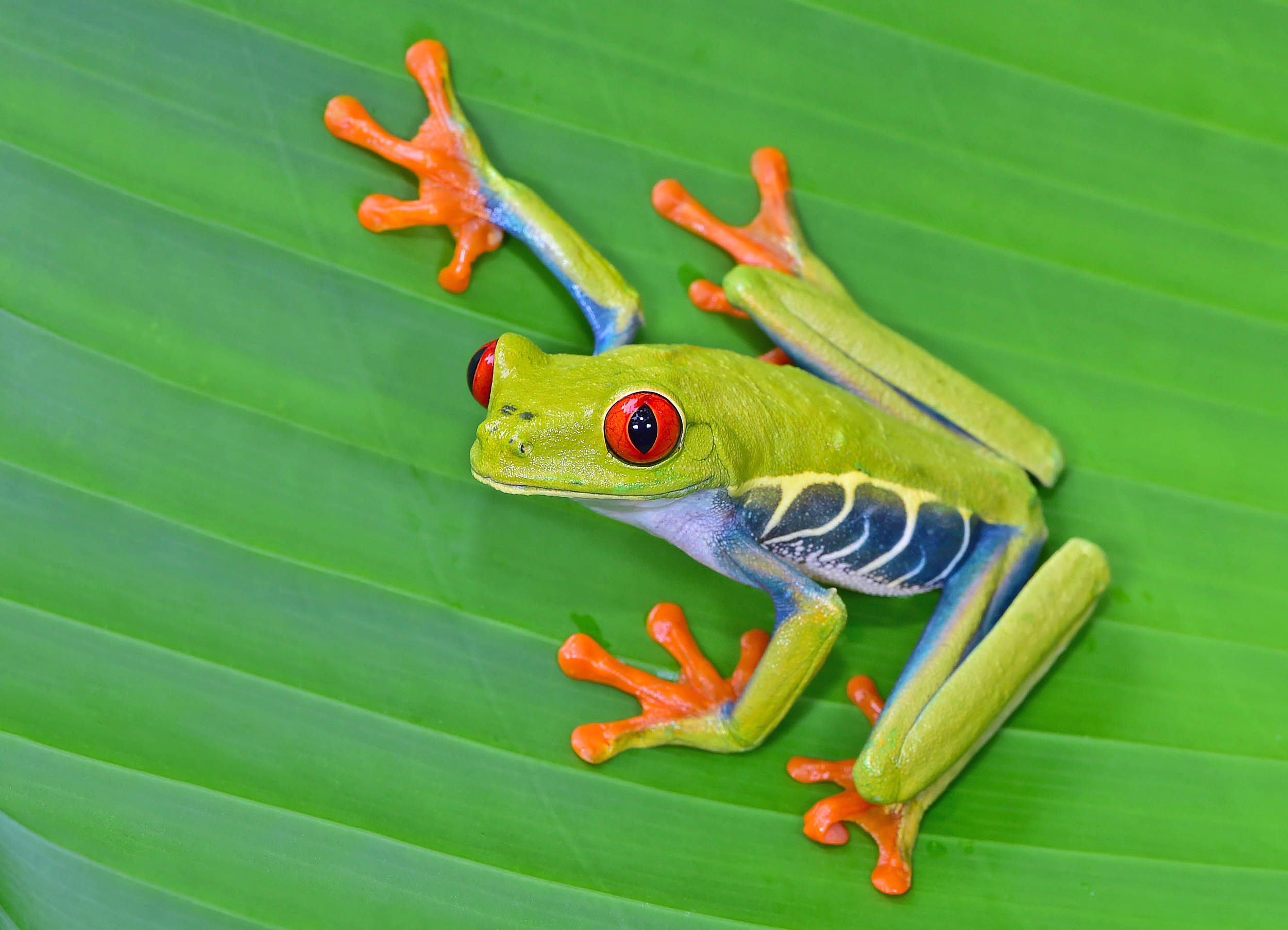 Study: Animals can easily adapt to gradually increasing temperatures