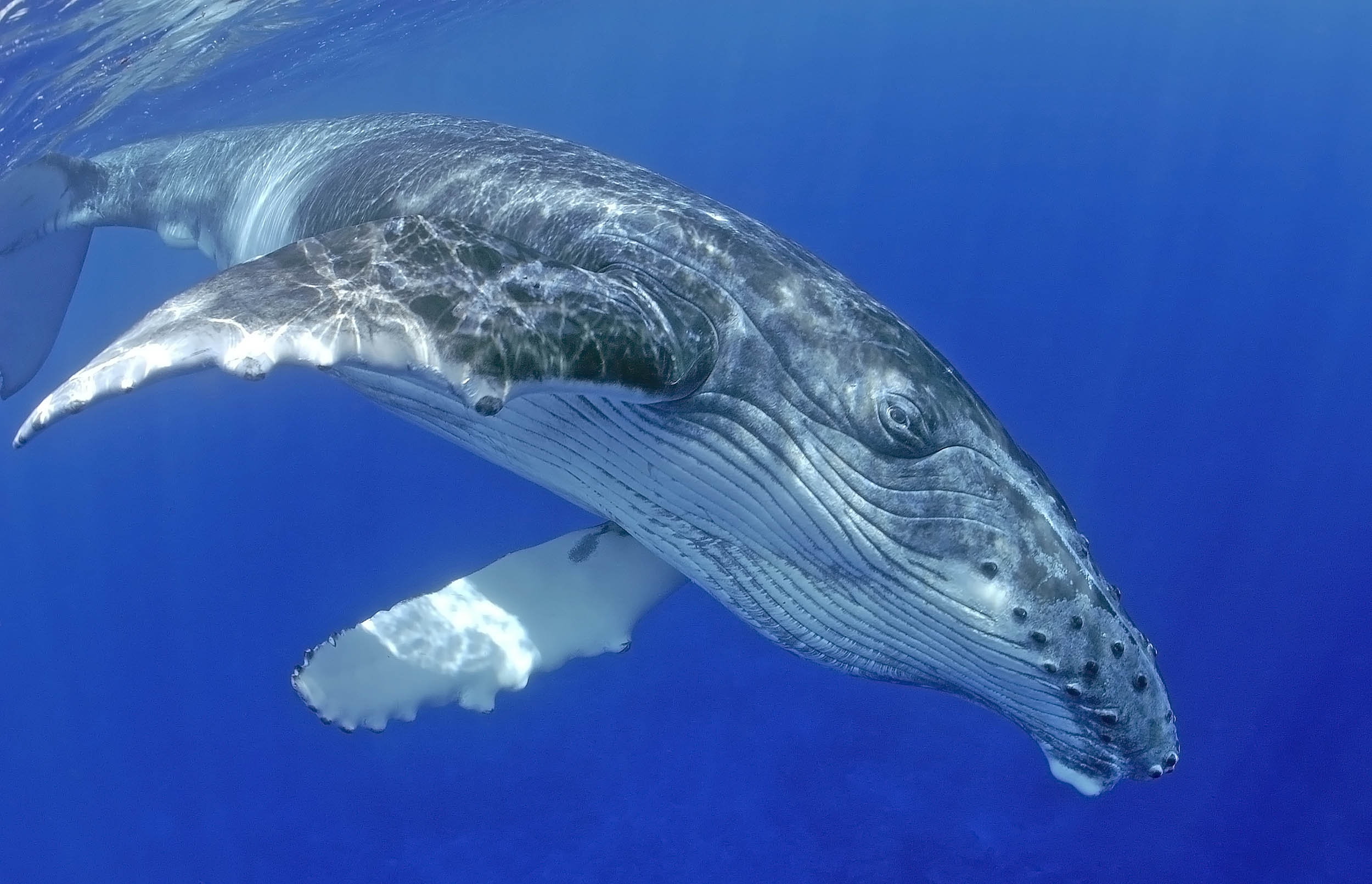 2016/10/humpback-whale-swimming_1big_stock.jpg