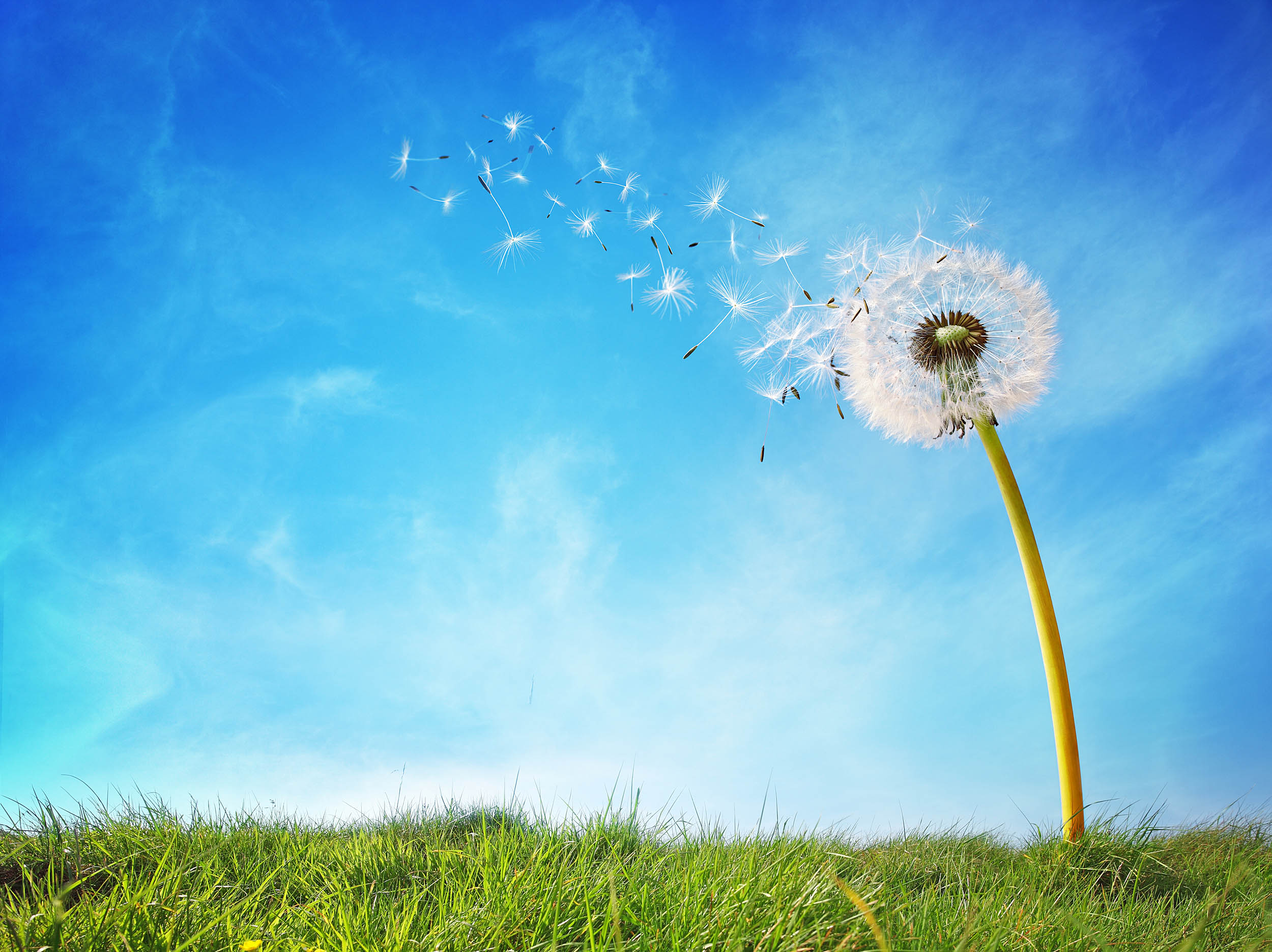 Plants decide where to spread their seeds