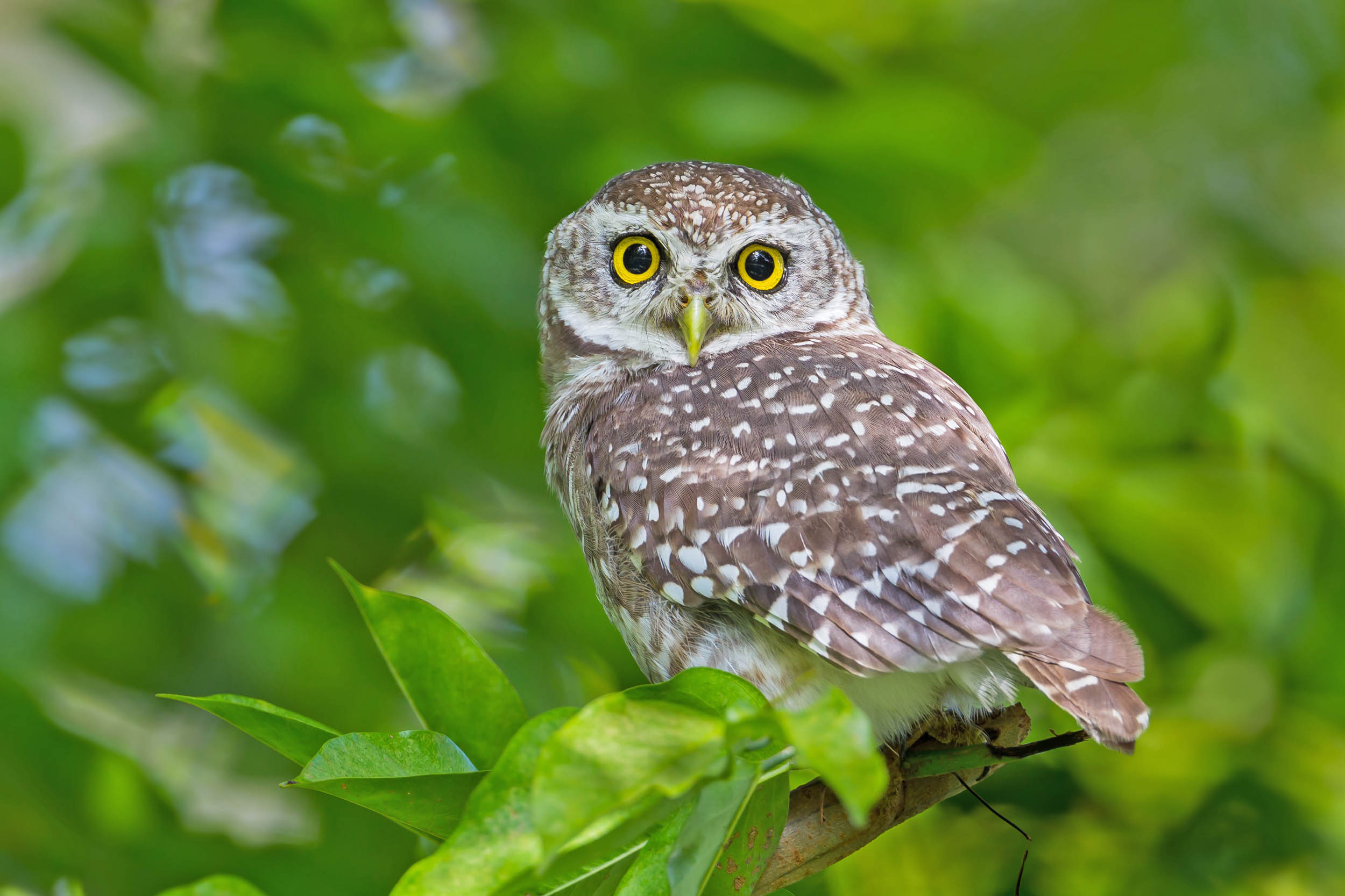 2016/10/bird-spotted-owl-tree-1big_stock.jpg