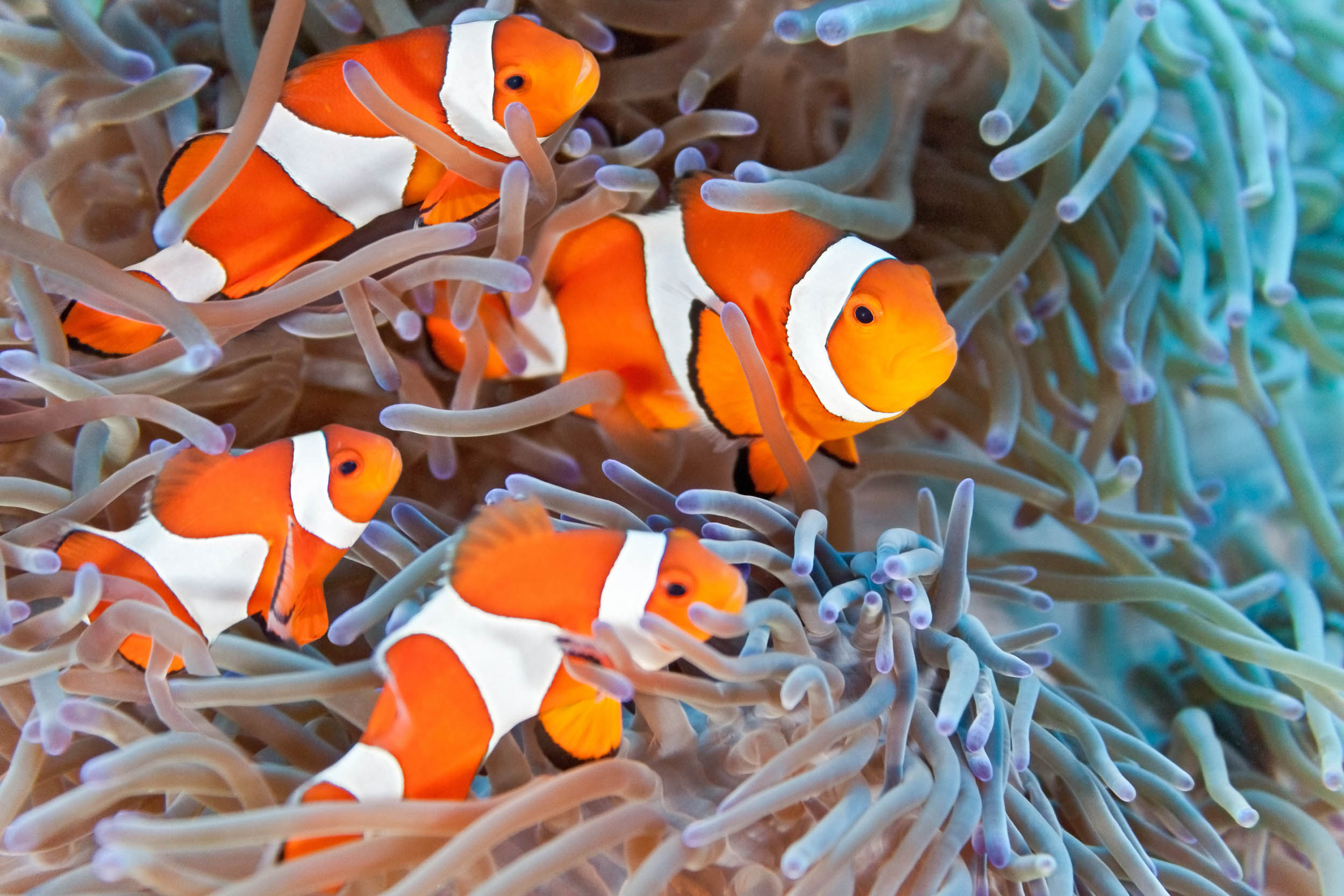 2016/10/fish-clownfish-sea-anemone_1big_stock.jpg
