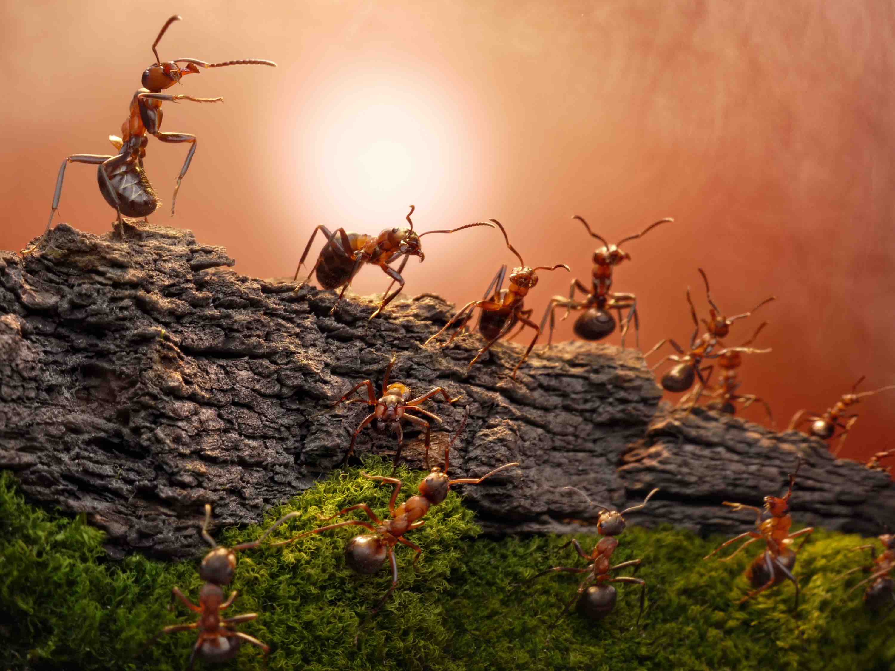 defence of great wall, ants stories