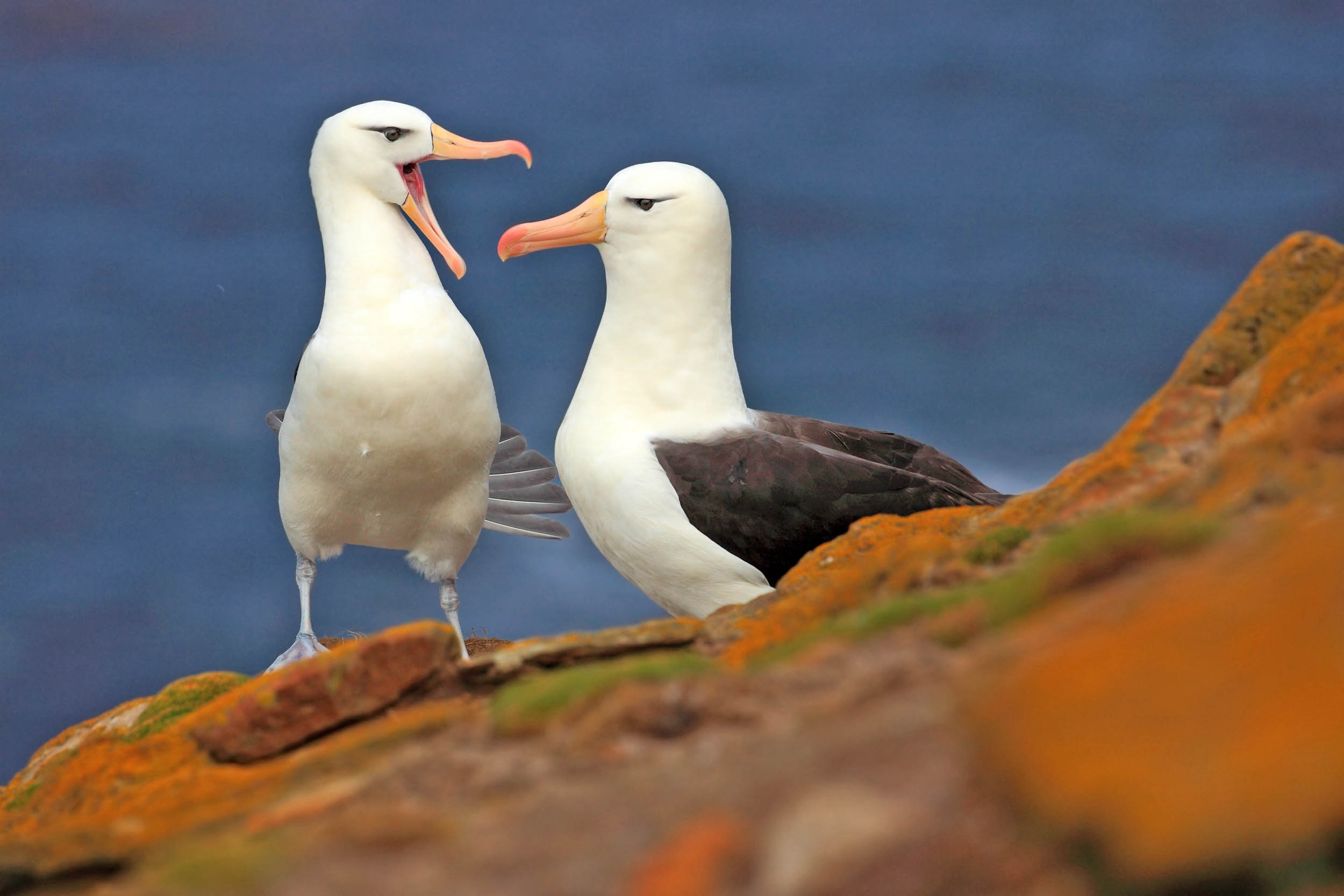 2016/10/bird-albatross_3big_stock.jpg
