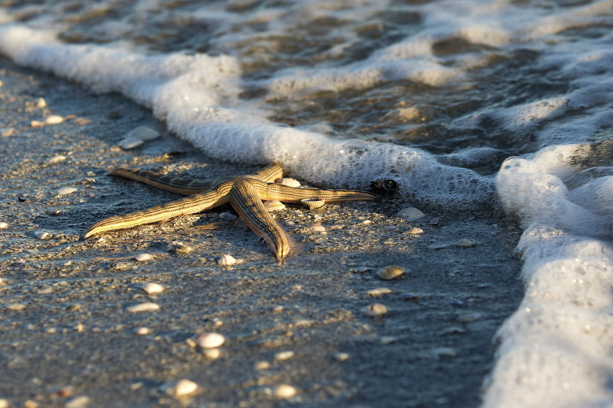 Sea star washed up on a Gulf Coast beach.