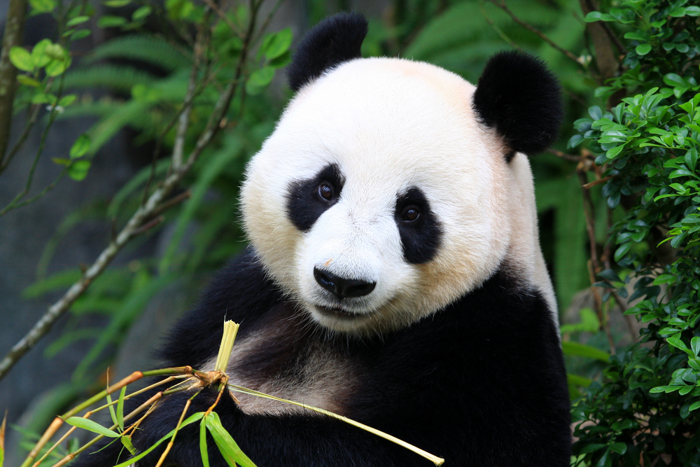 WWF’s Living Planet Report reveals humans have wiped out 58% of wildlife