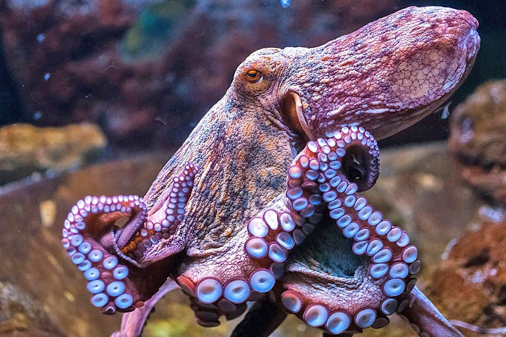 2016/10/octopus-eye_1big_stock.jpg