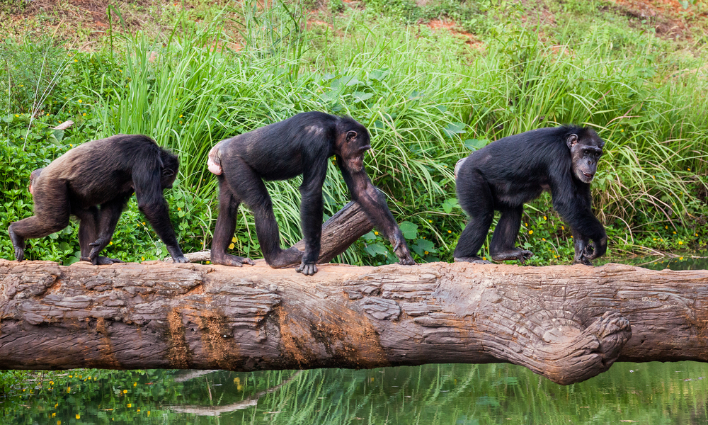 Chimpanzee stress can be caused by loneliness