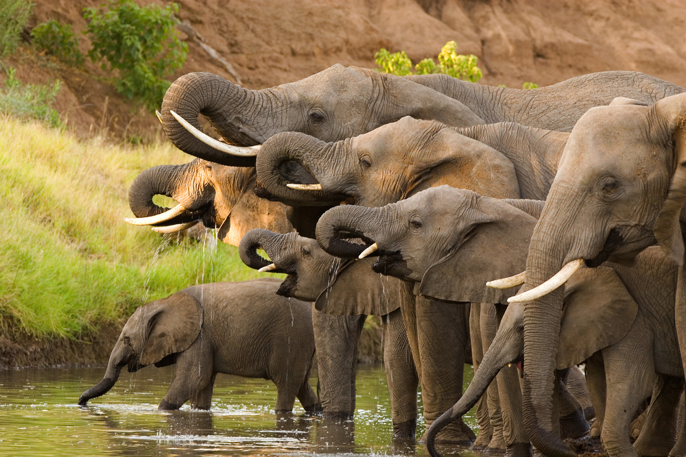2016/11/african-elephants.jpg