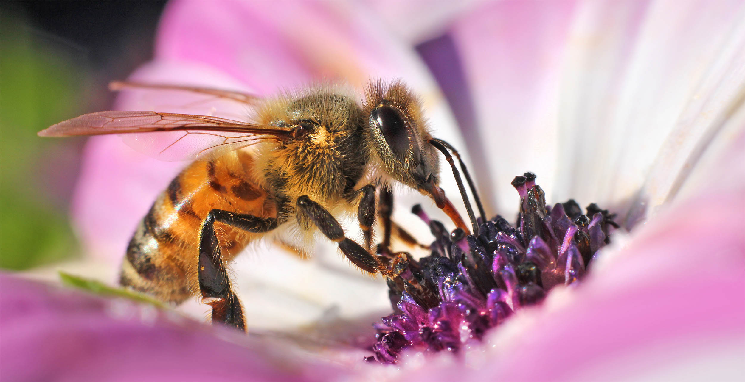 2016/11/honeybee-pink-flower_1big_stock.jpg