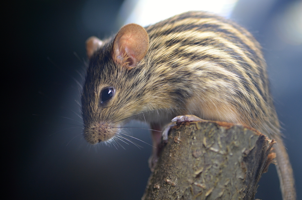 2016/11/striped-mouse.jpg