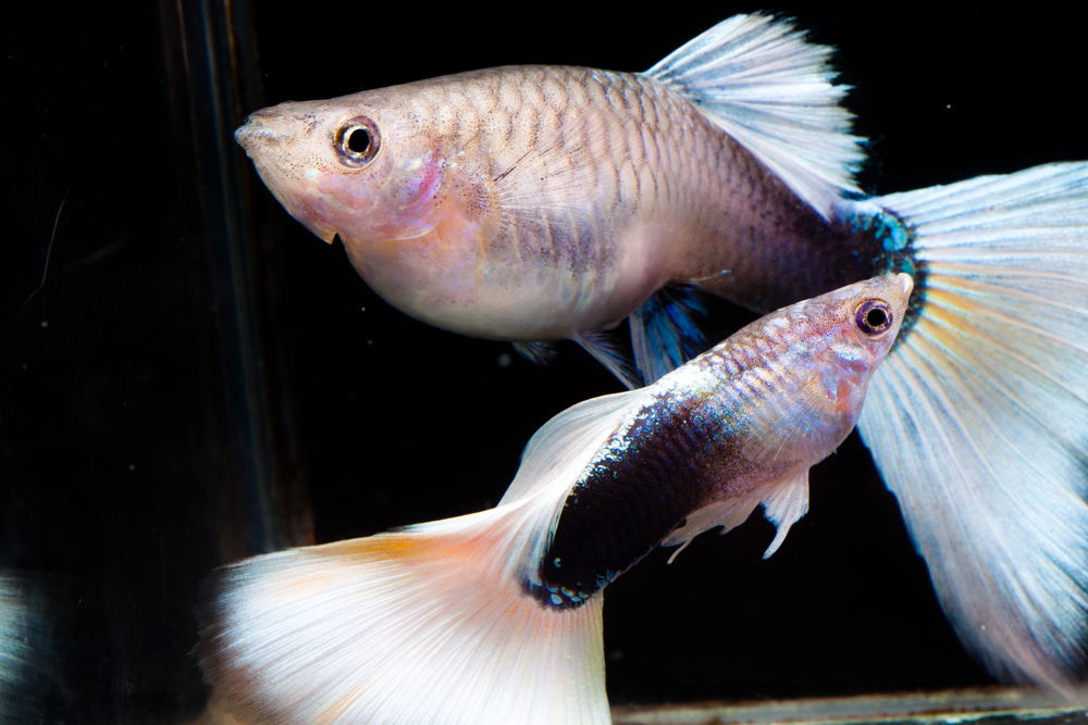 2016/11/female-fish.jpg