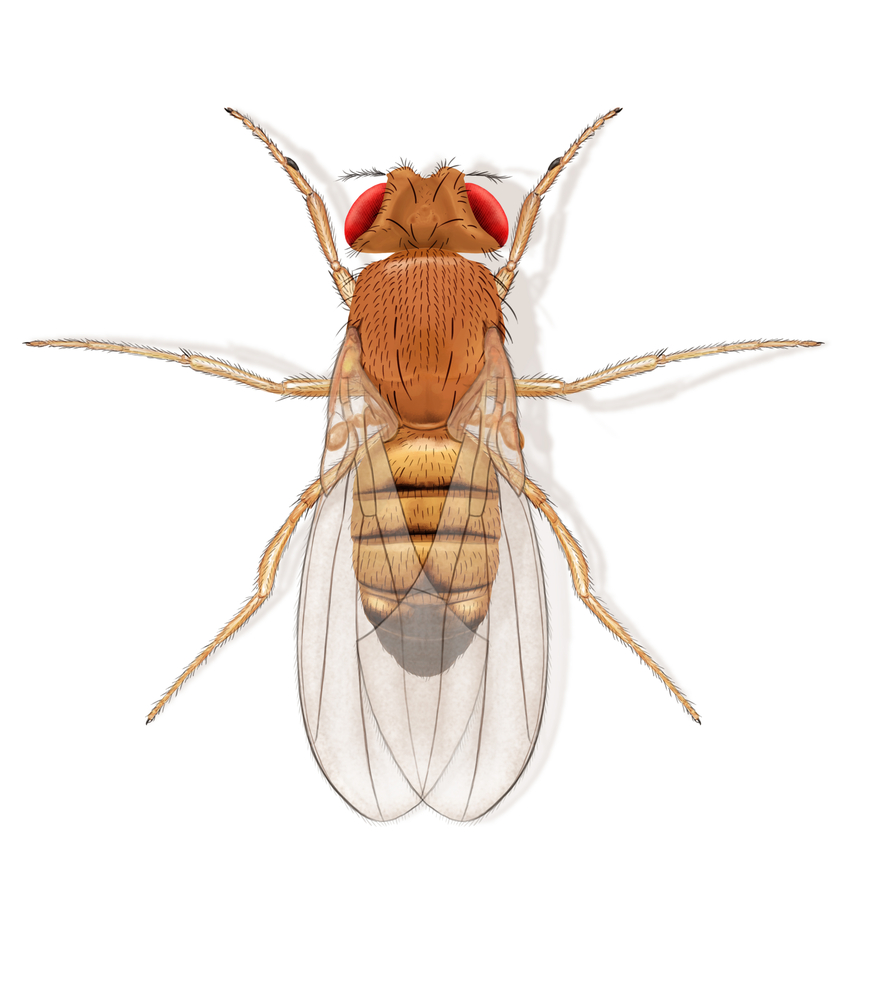 2016/11/fruitflies.jpg