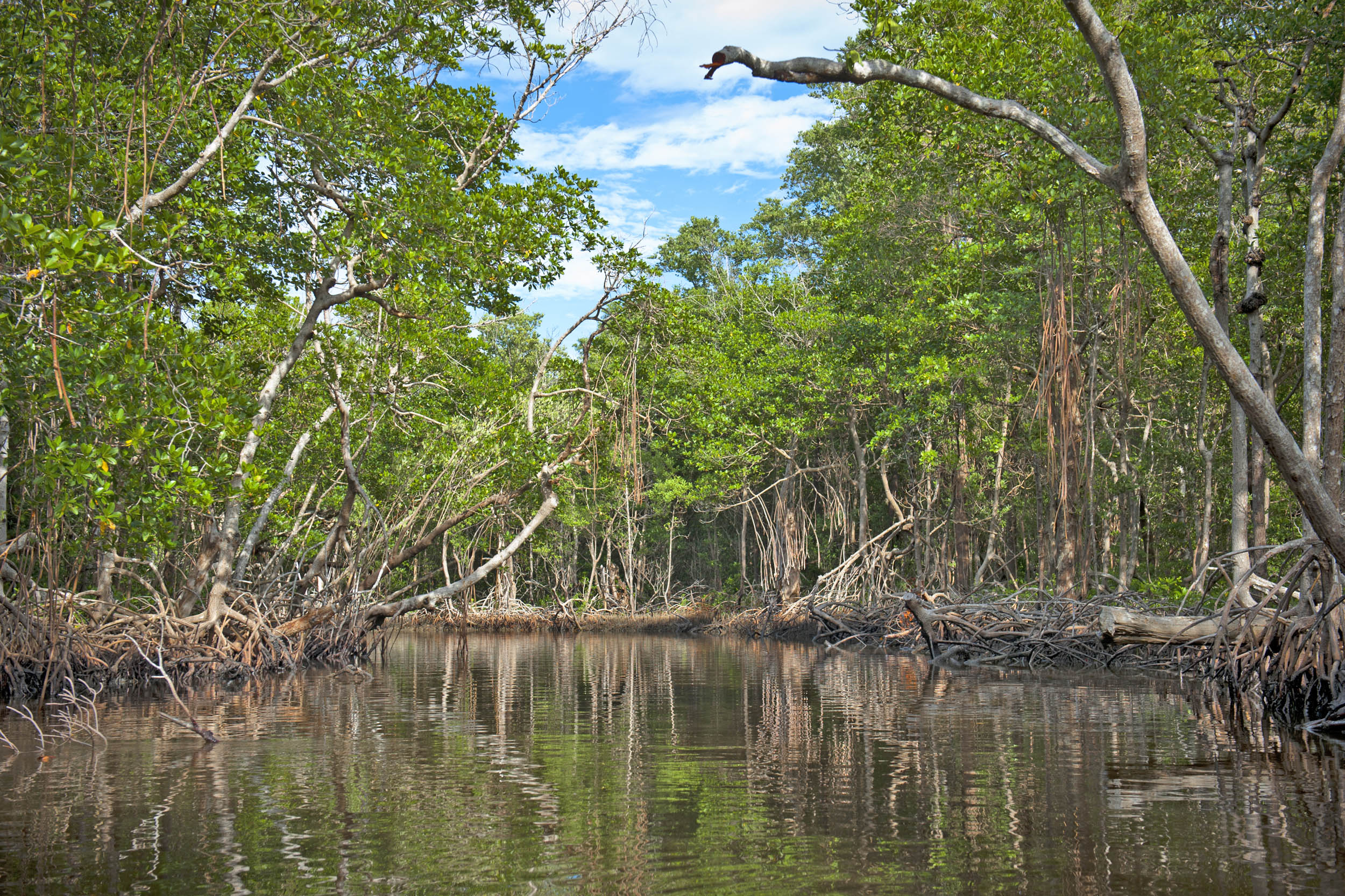 2016/11/mangrove-forest-everglades_1big_stock.jpg