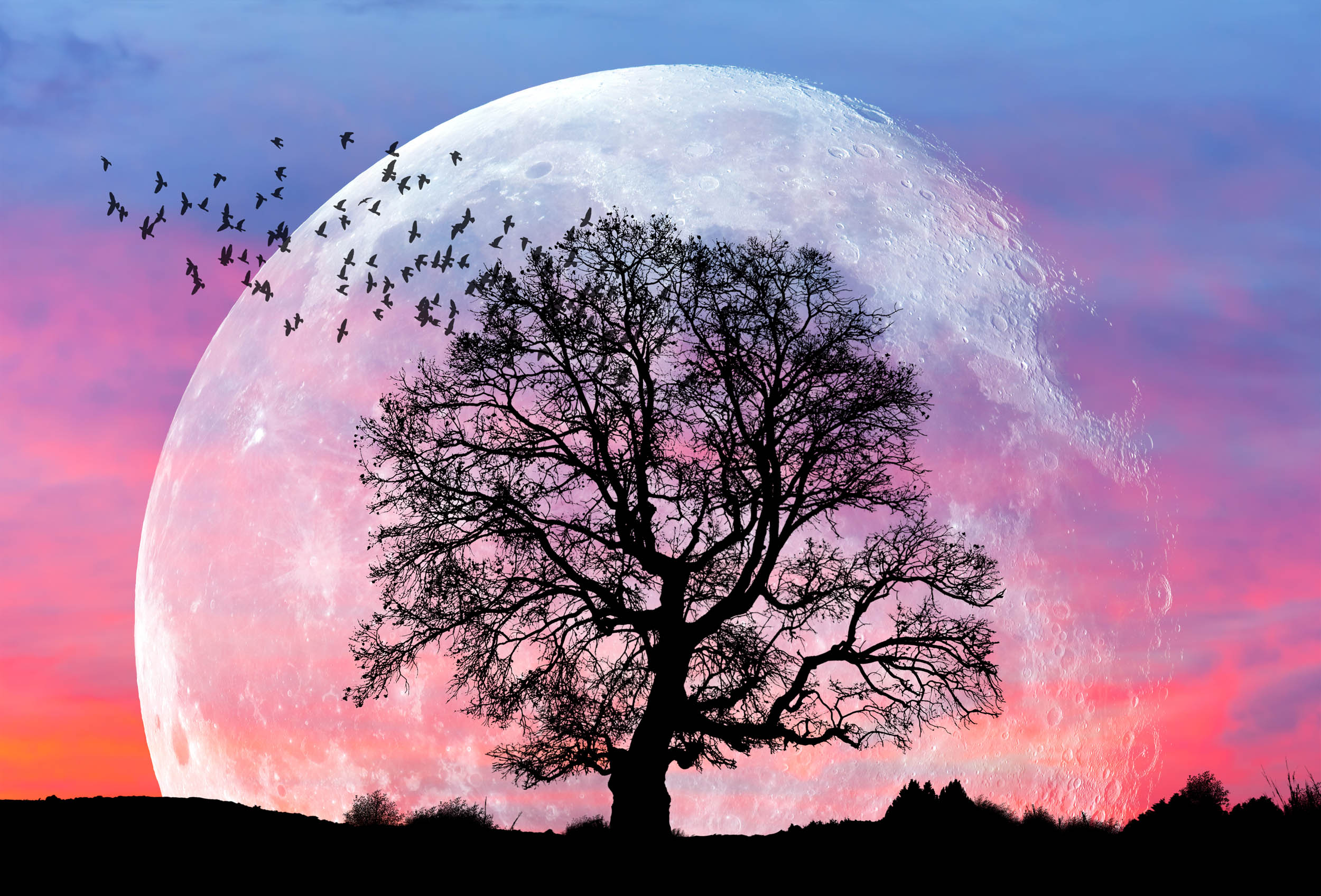2016/11/supermoon_tree_1big_stock.jpg