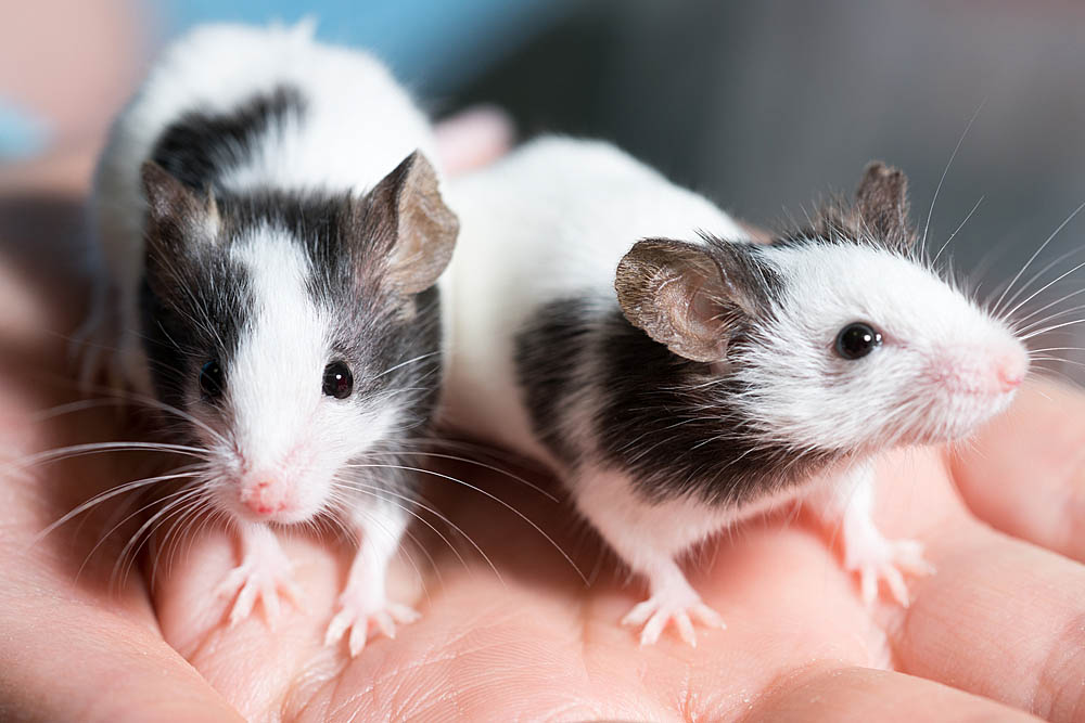 Ticklish rats have researchers tickeled pink