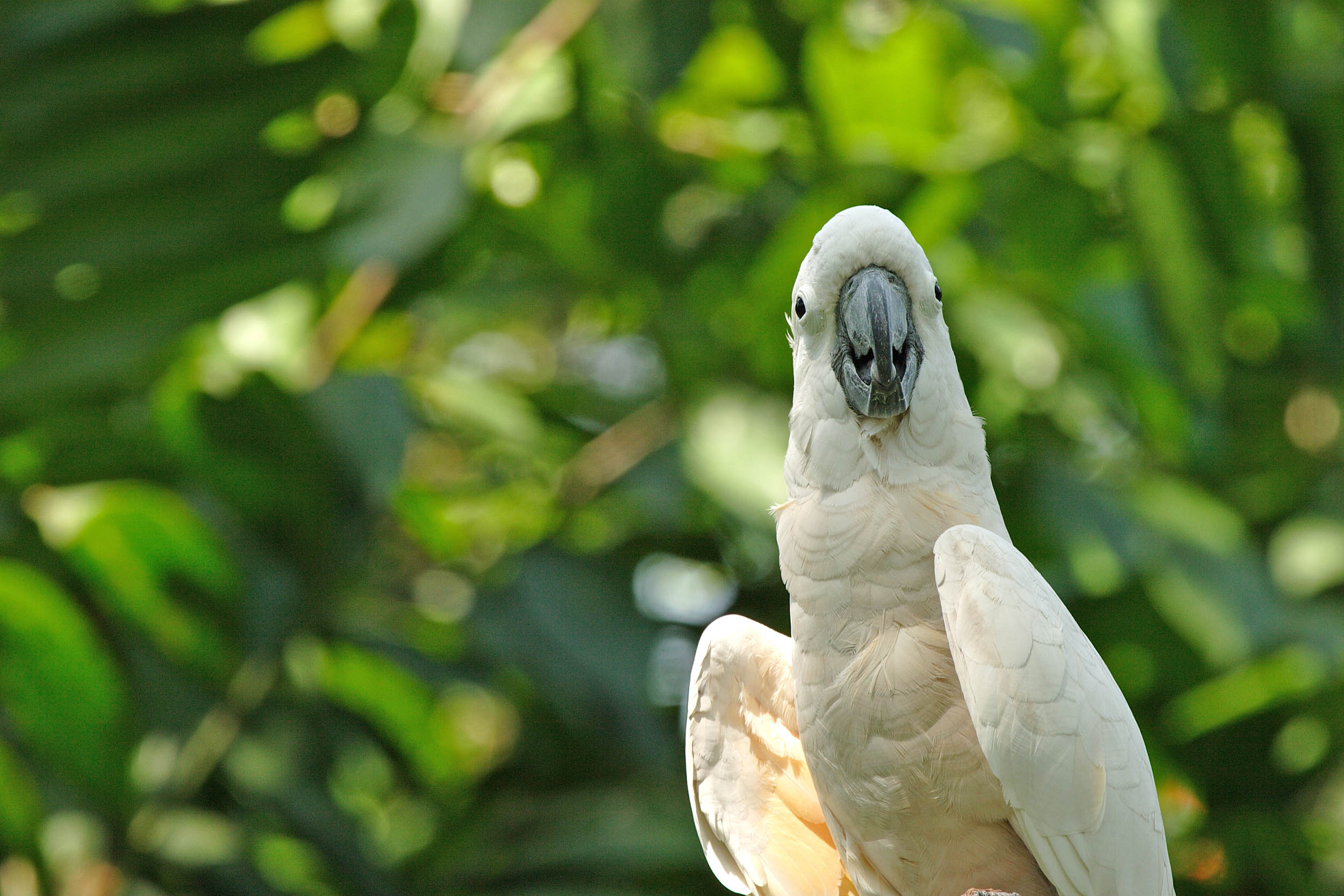 2016/11/bird-goffins-cockatoo_3big_stock.jpg