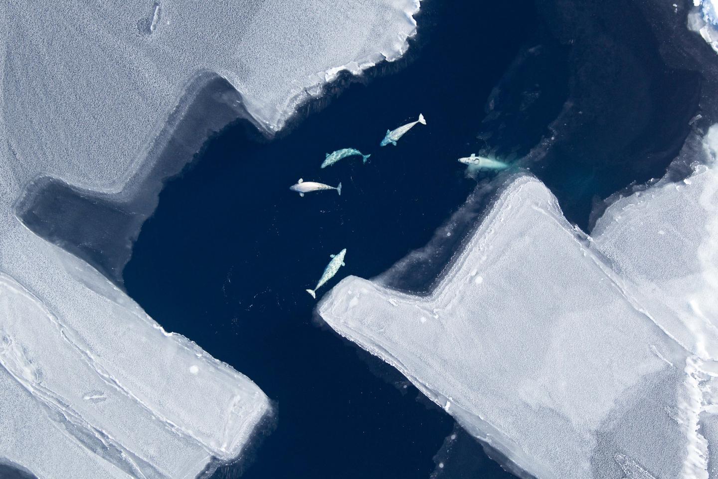 2016/11/beluga-whales-ice-migration_1big_FAU.jpg
