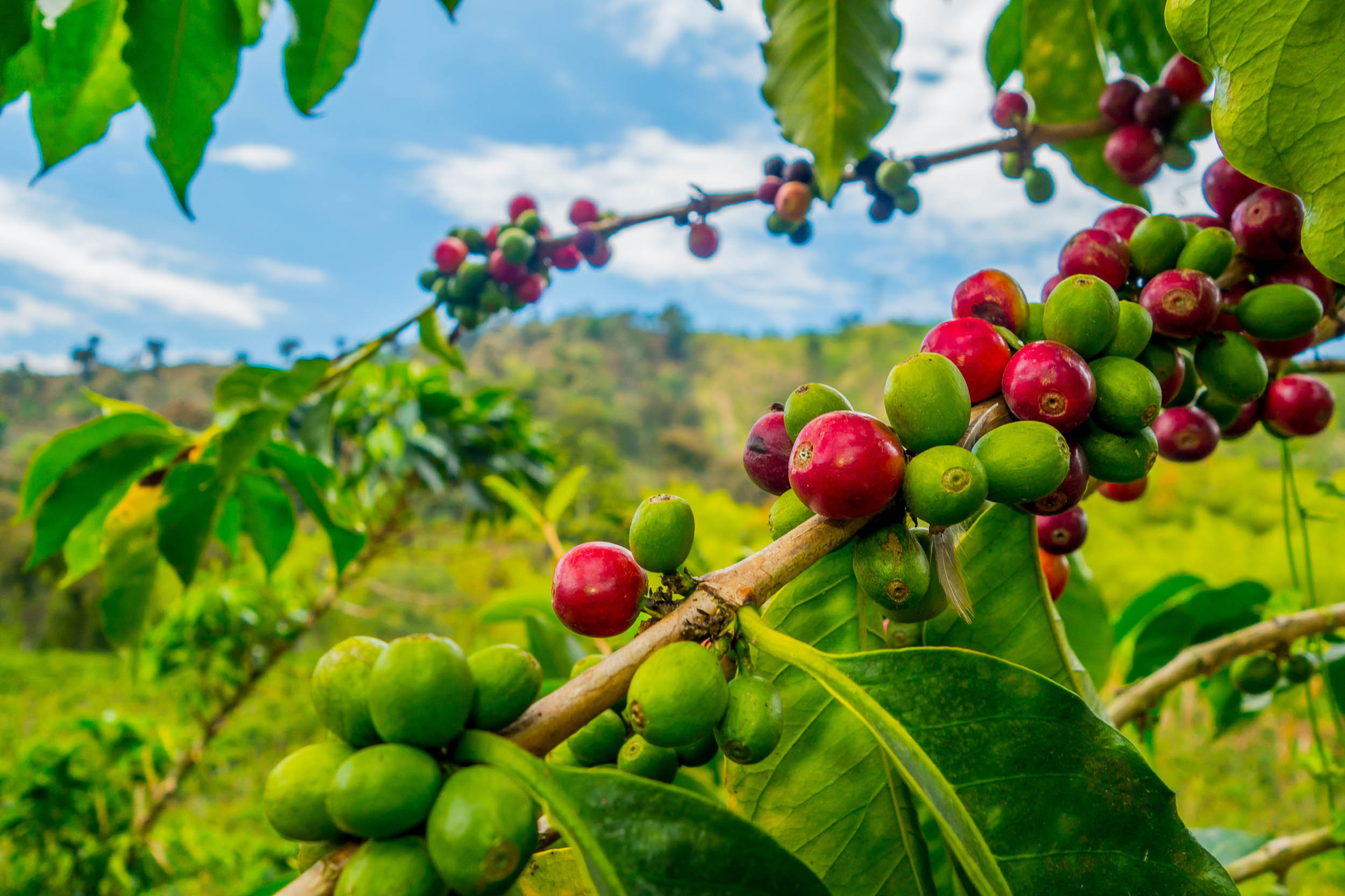 2016/11/coffee-beans-plantation_1big_stock.jpg