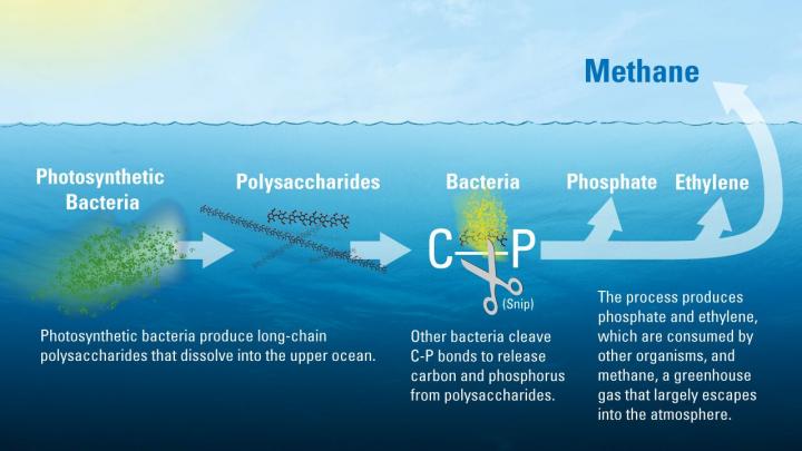 Scientists may have solved the marine methane paradox