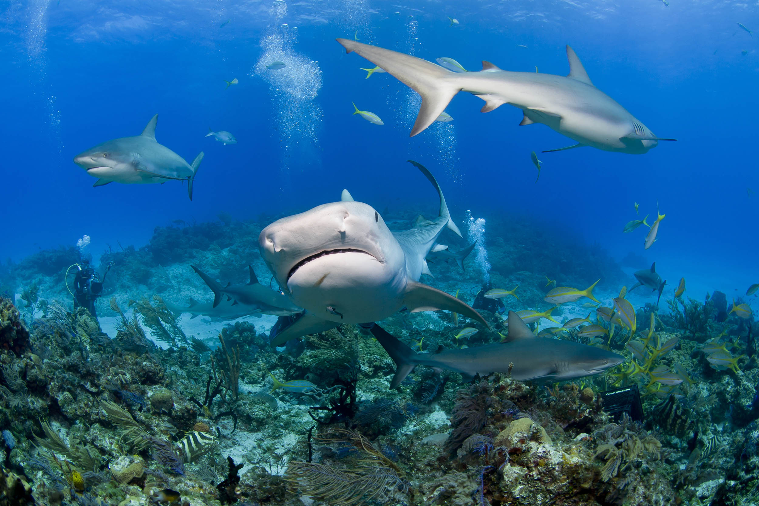 2016/11/tiger-sharks-reef_1big_stock.jpg